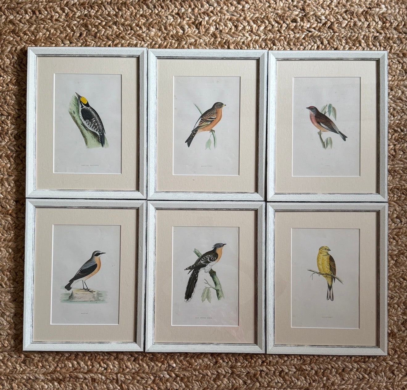 Set of 6 Hand Coloured Bird Engravings