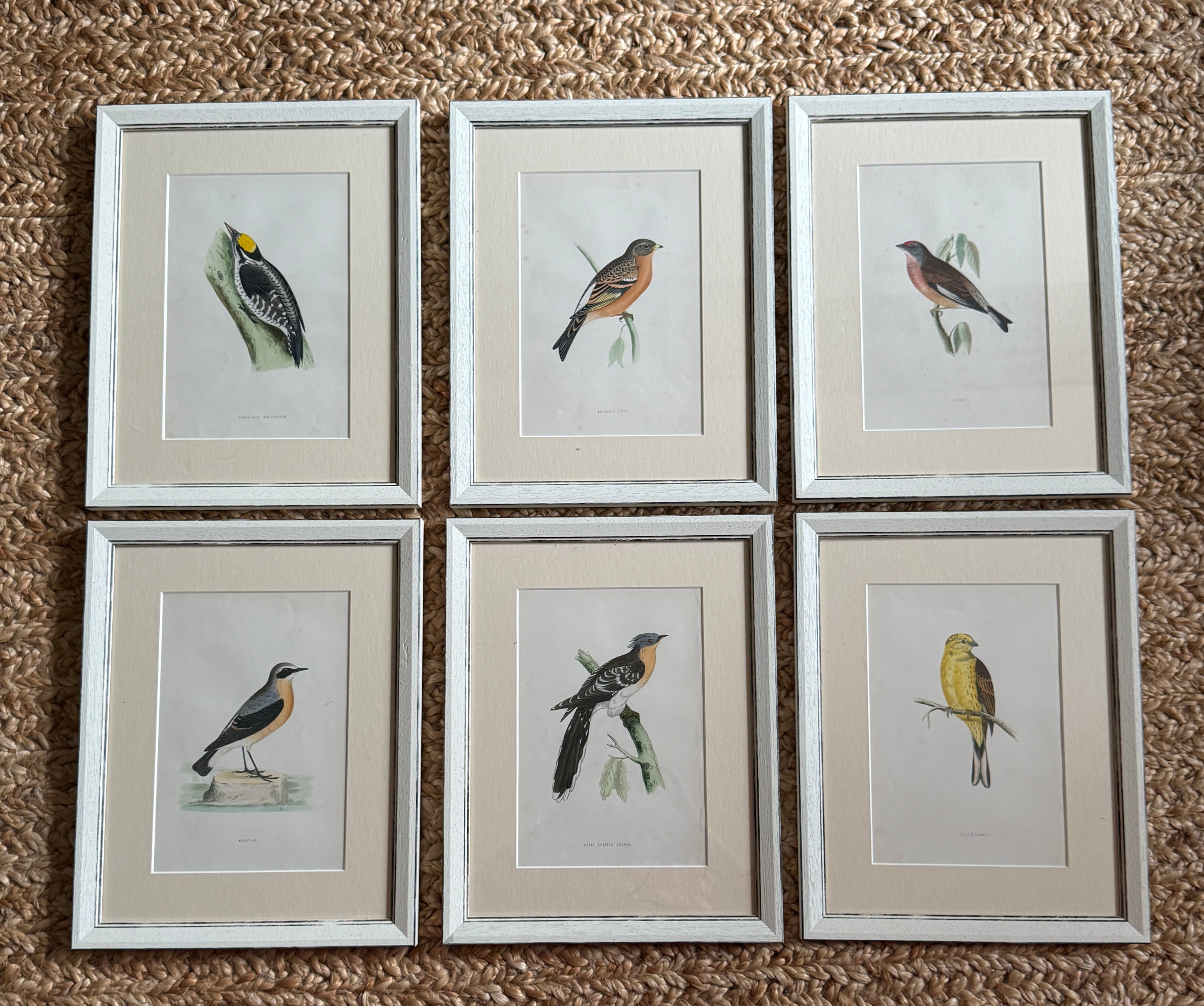 Set of 6 Hand Coloured Bird Engravings