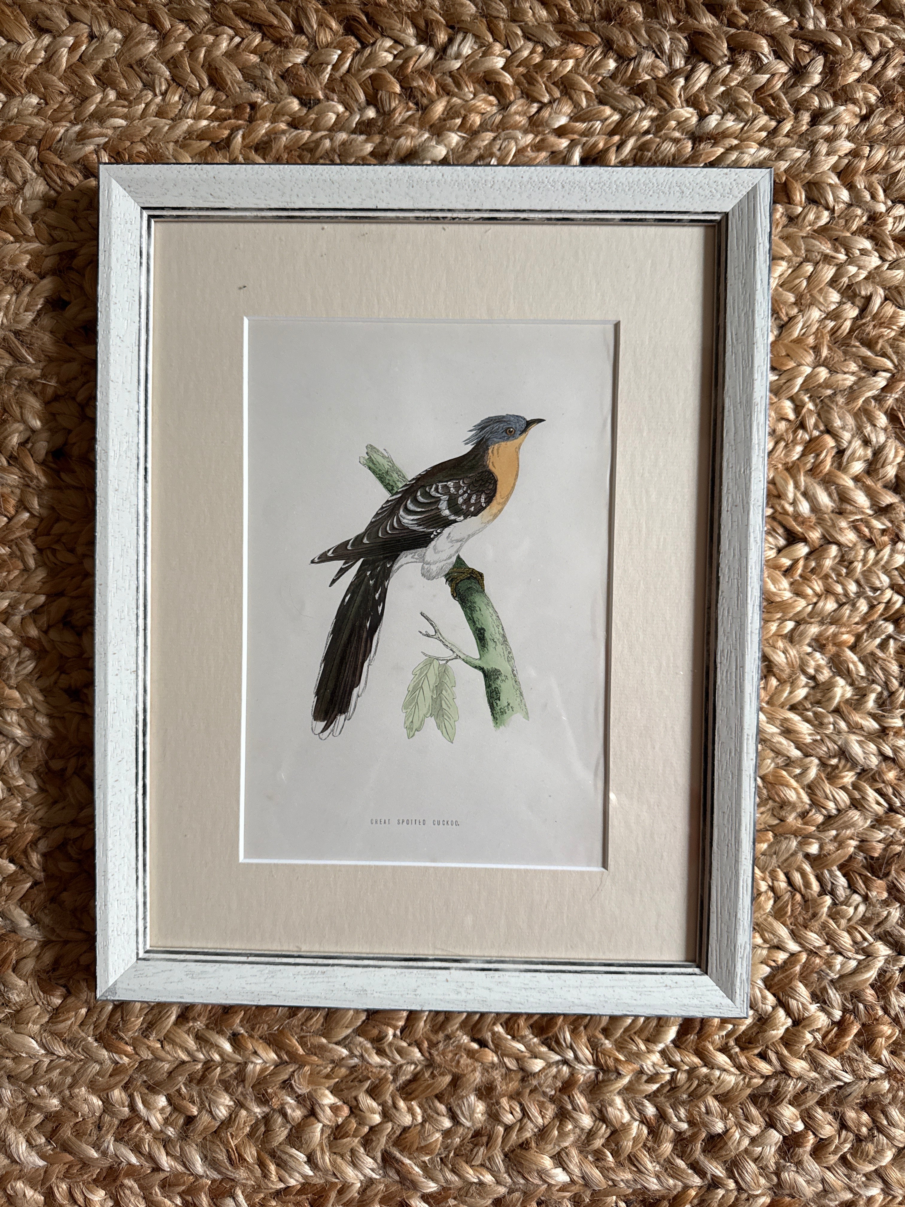 Set of 6 Hand Coloured Bird Engravings