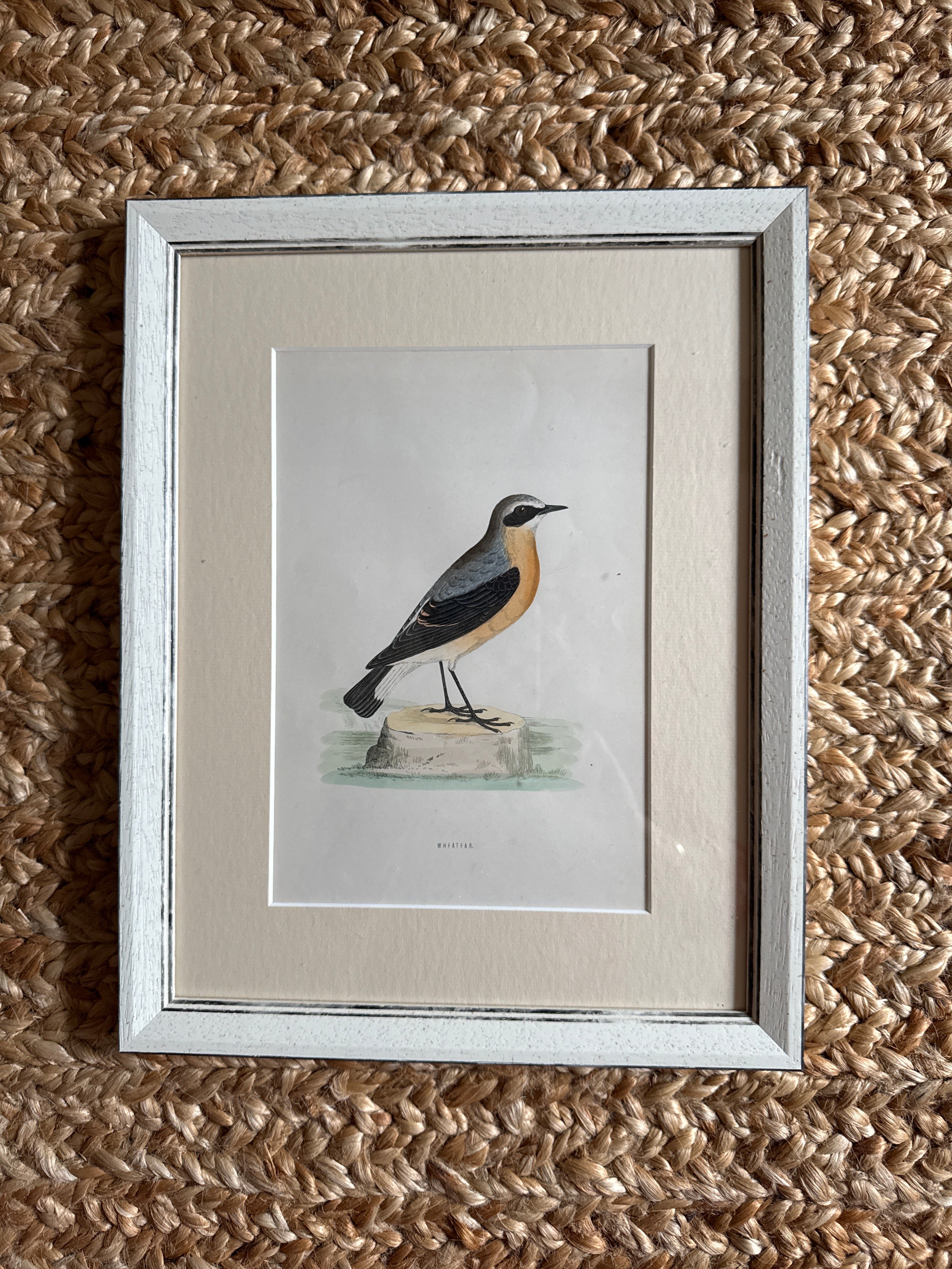Set of 6 Hand Coloured Bird Engravings