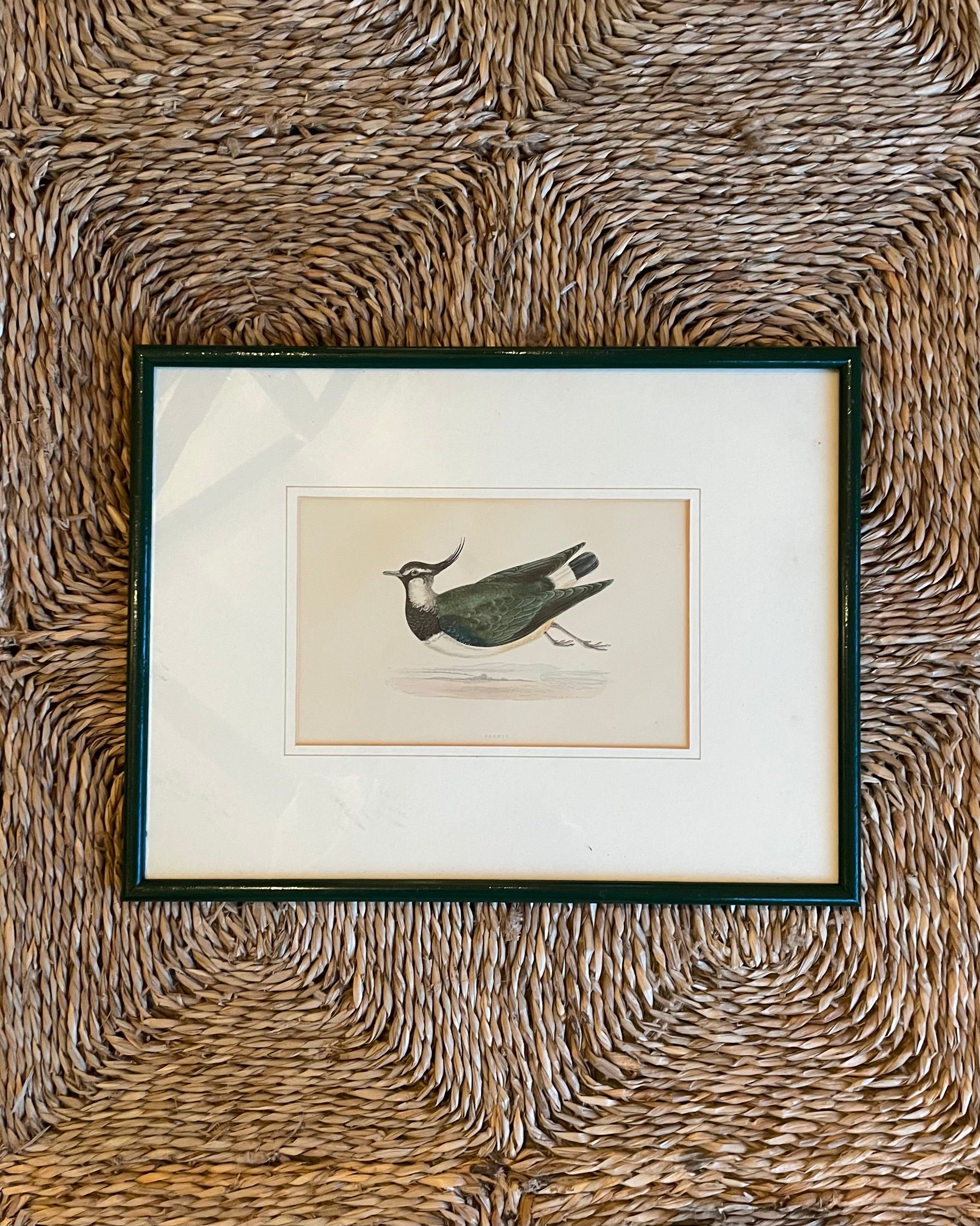 Pair of Hand Painted Birds in Dark Green Frames