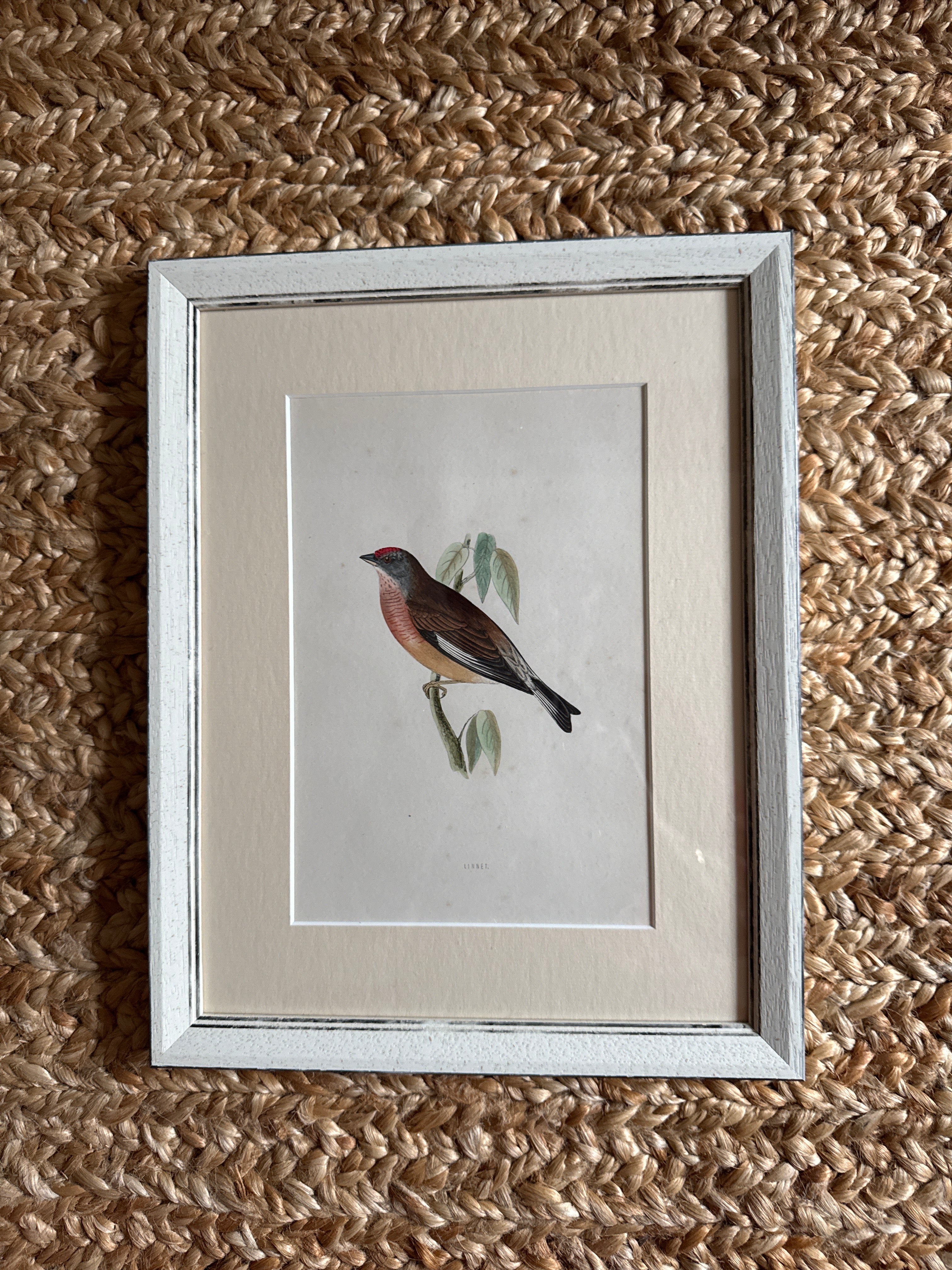 Set of 6 Hand Coloured Bird Engravings