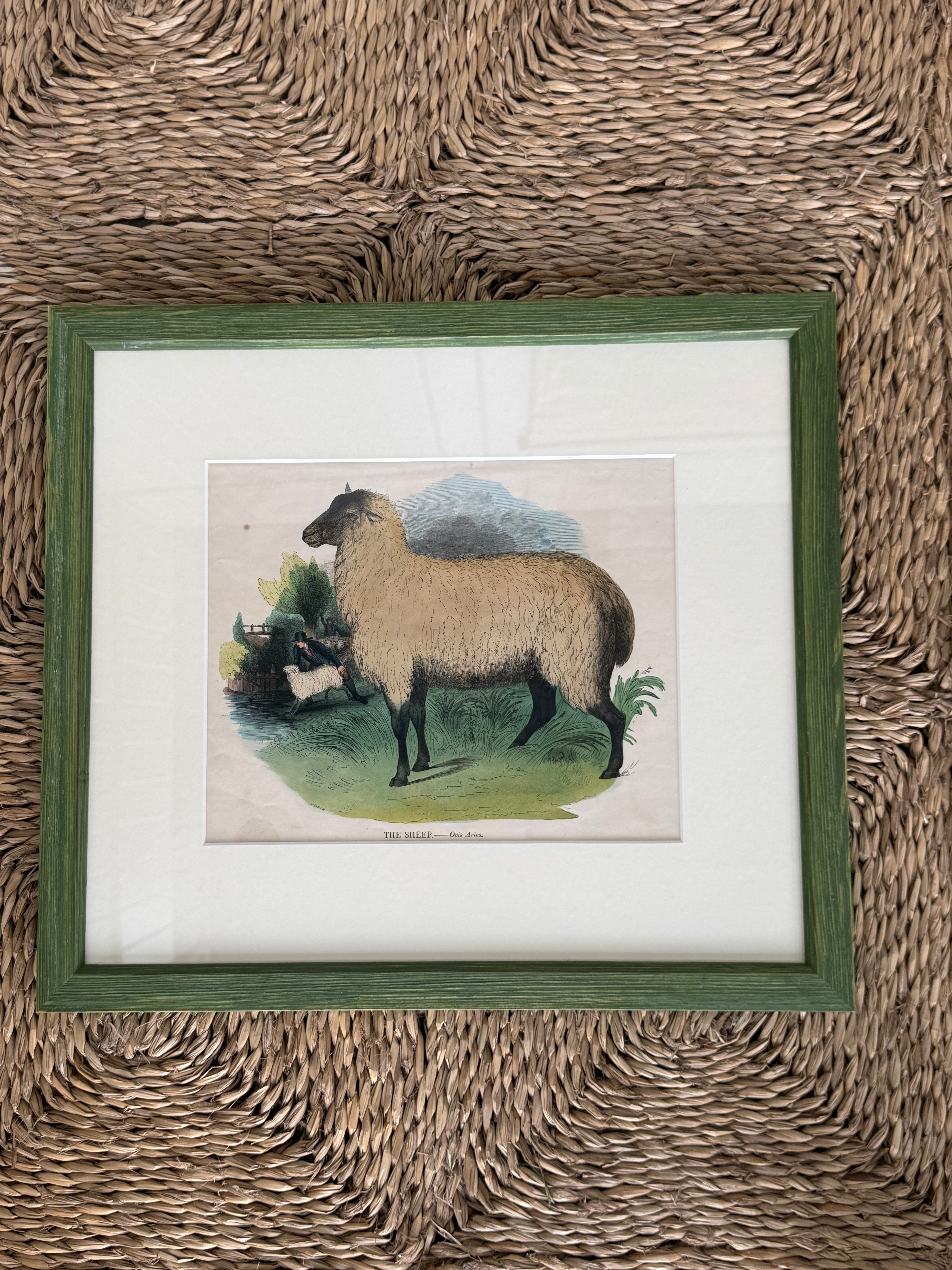 Rare Framed Print of ‘The Sheep’