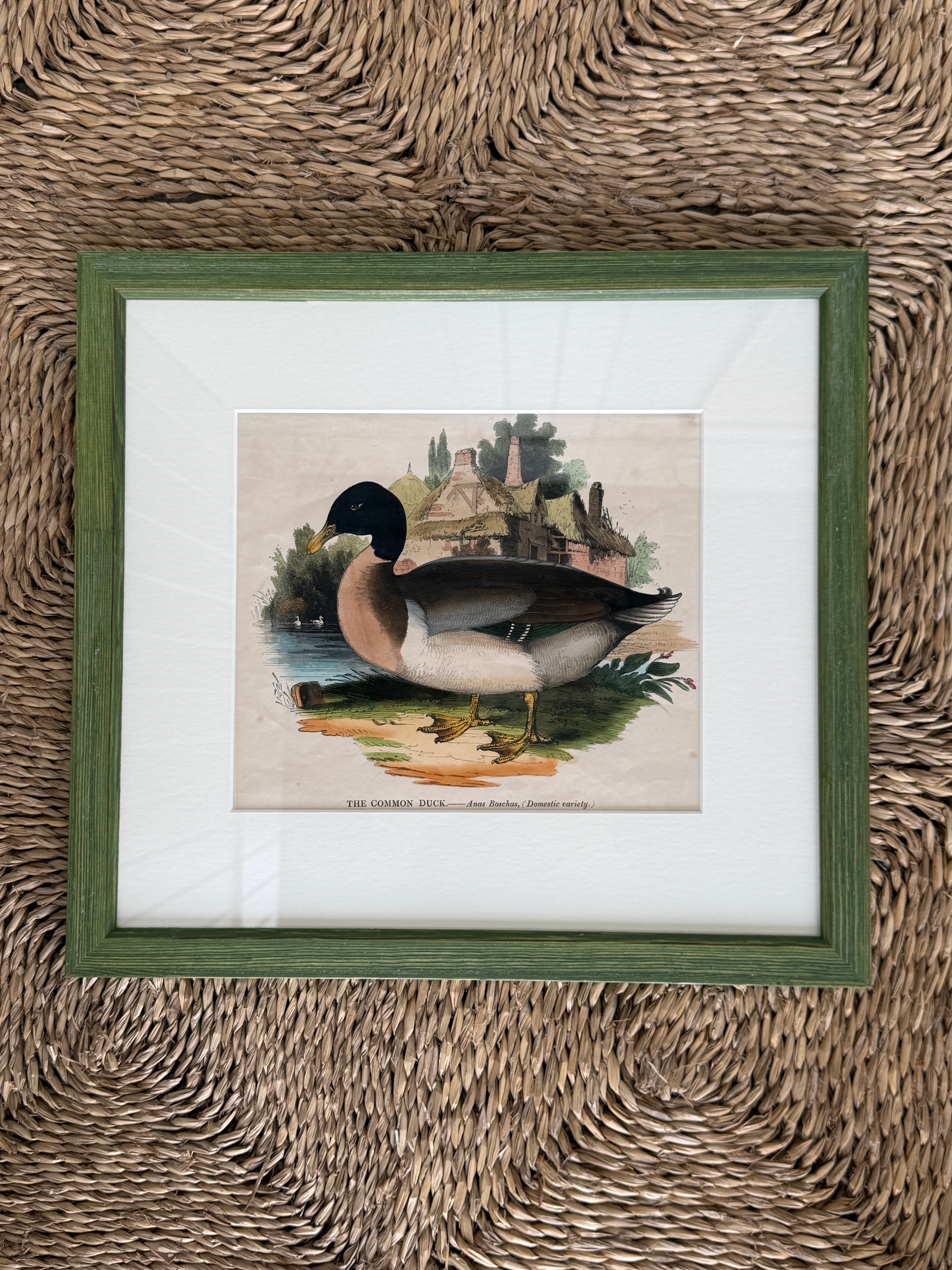 Rare Framed Print of ‘The Common Duck’