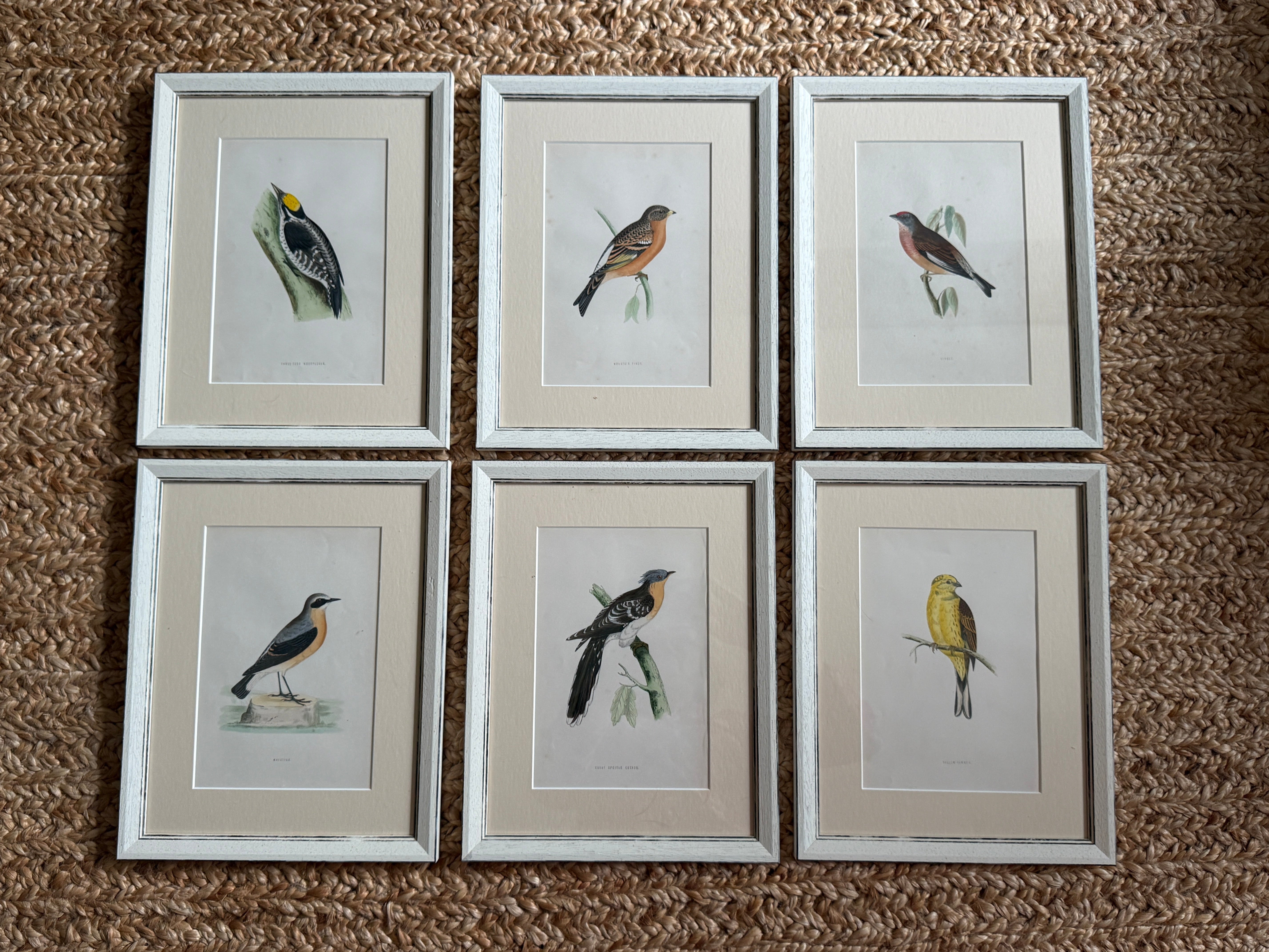 Set of 6 Hand Coloured Bird Engravings