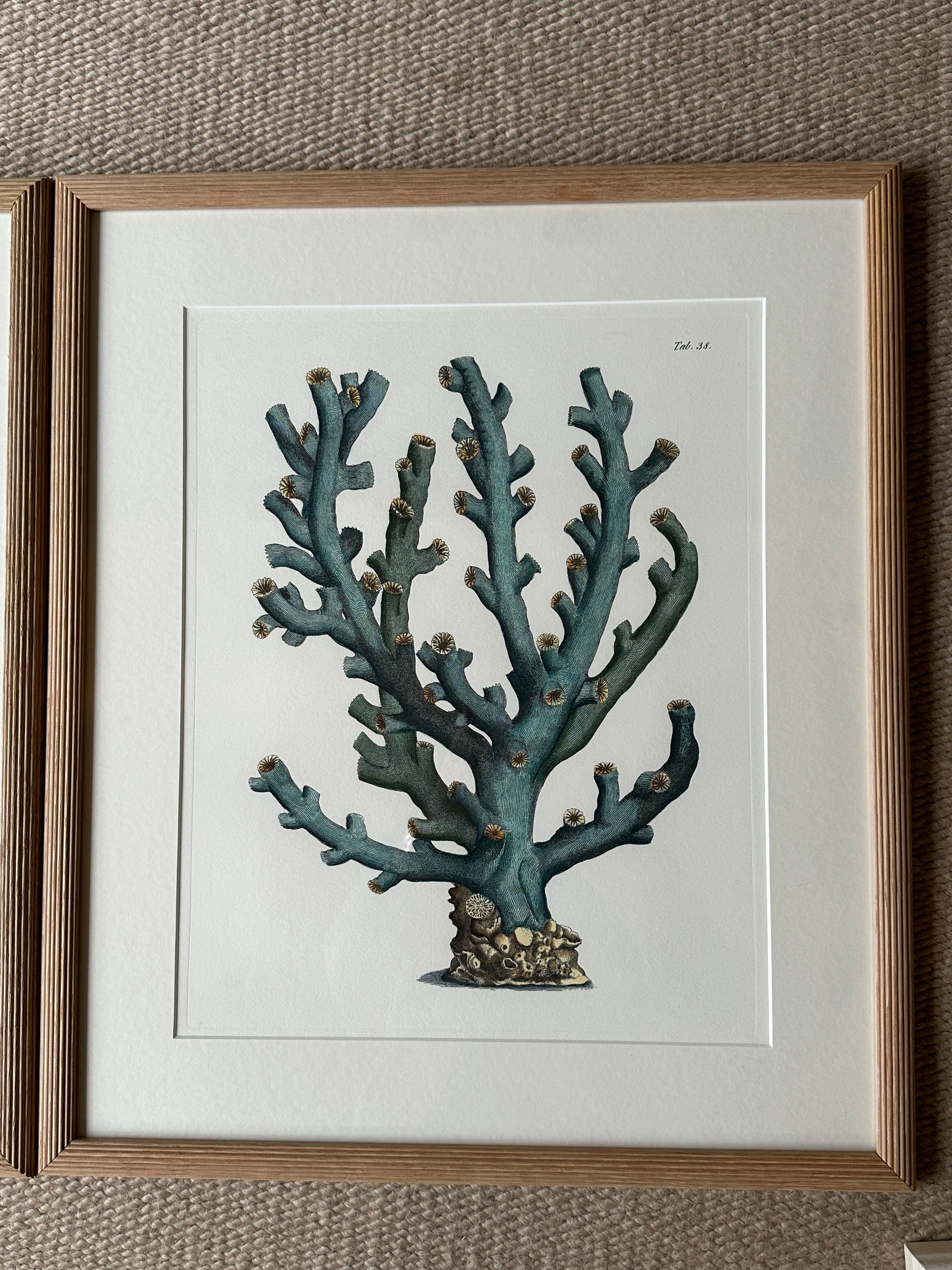 Botanical Prints of Blue Coral