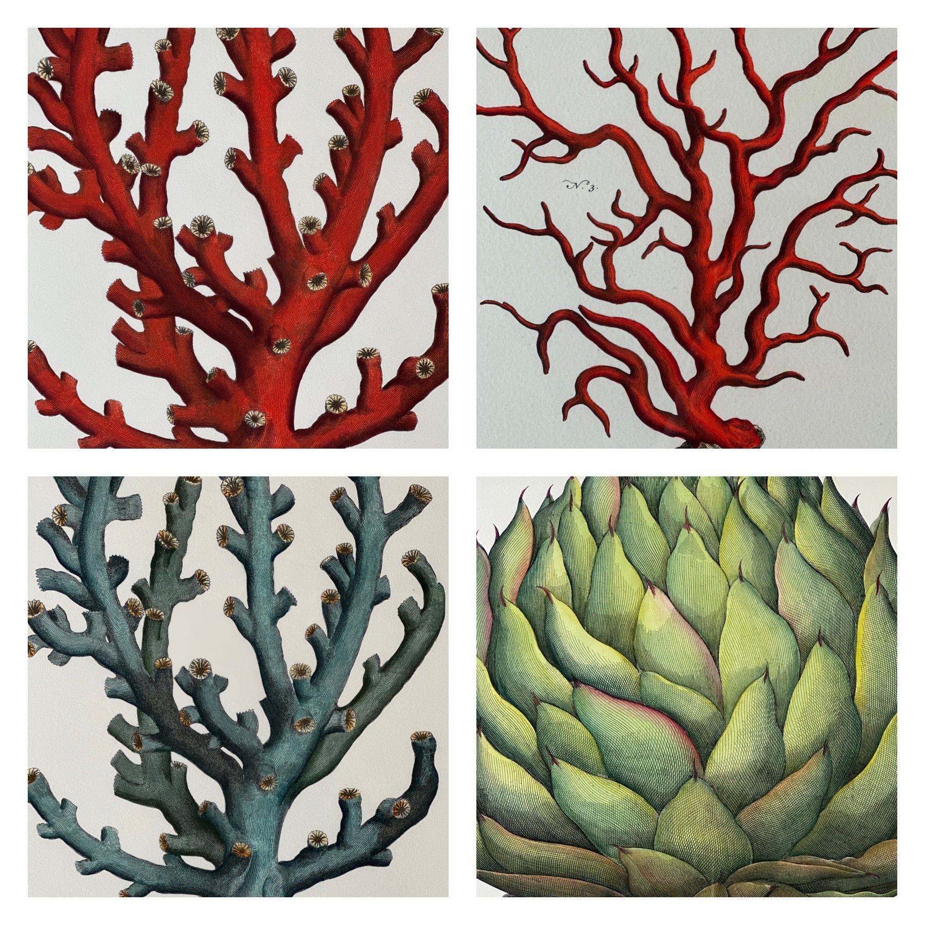 Large Framed Botanical Print of Beautiful Artichoke