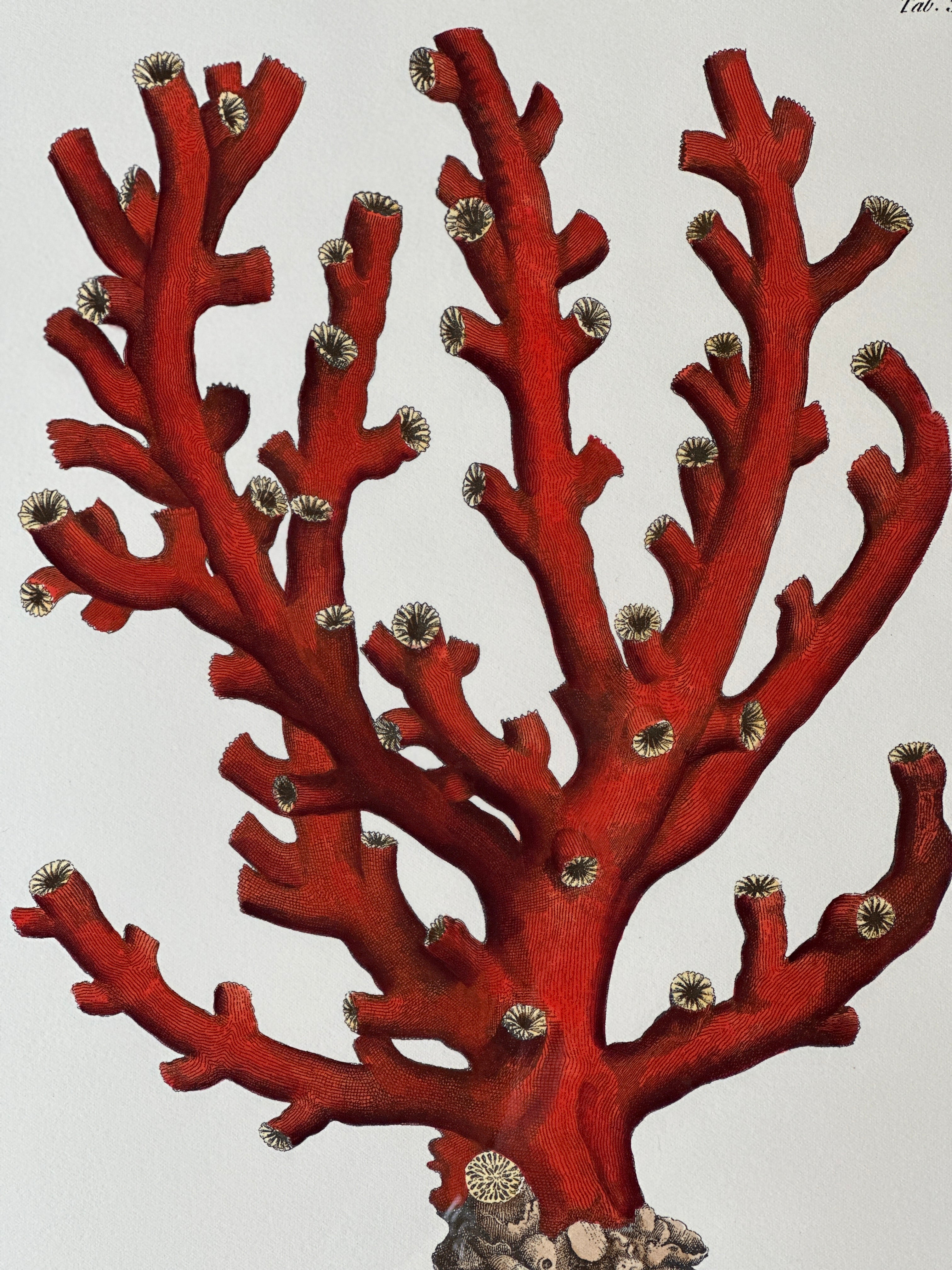 Botanical Prints of Red Coral