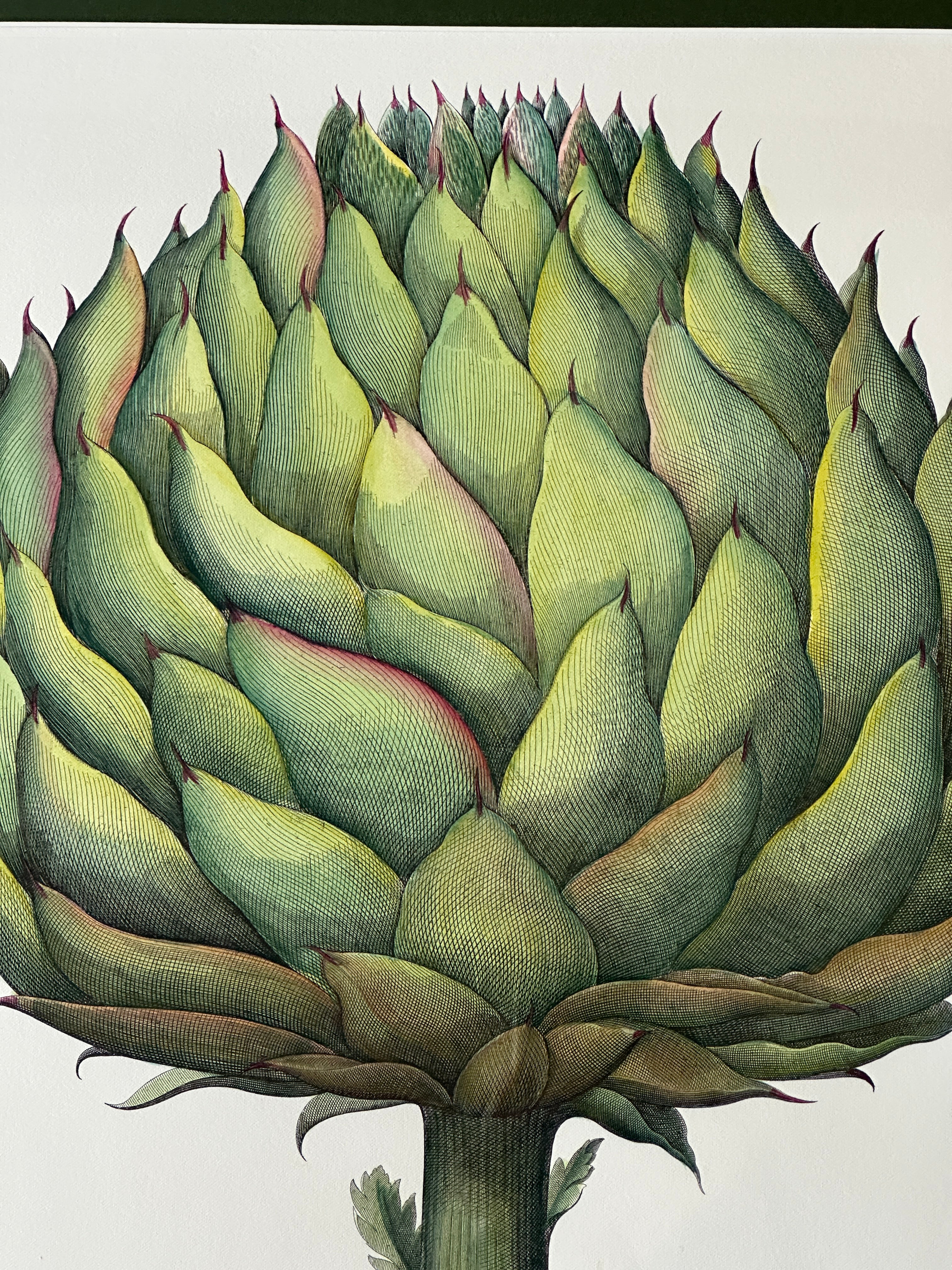 Large Framed Botanical Print of Beautiful Artichoke