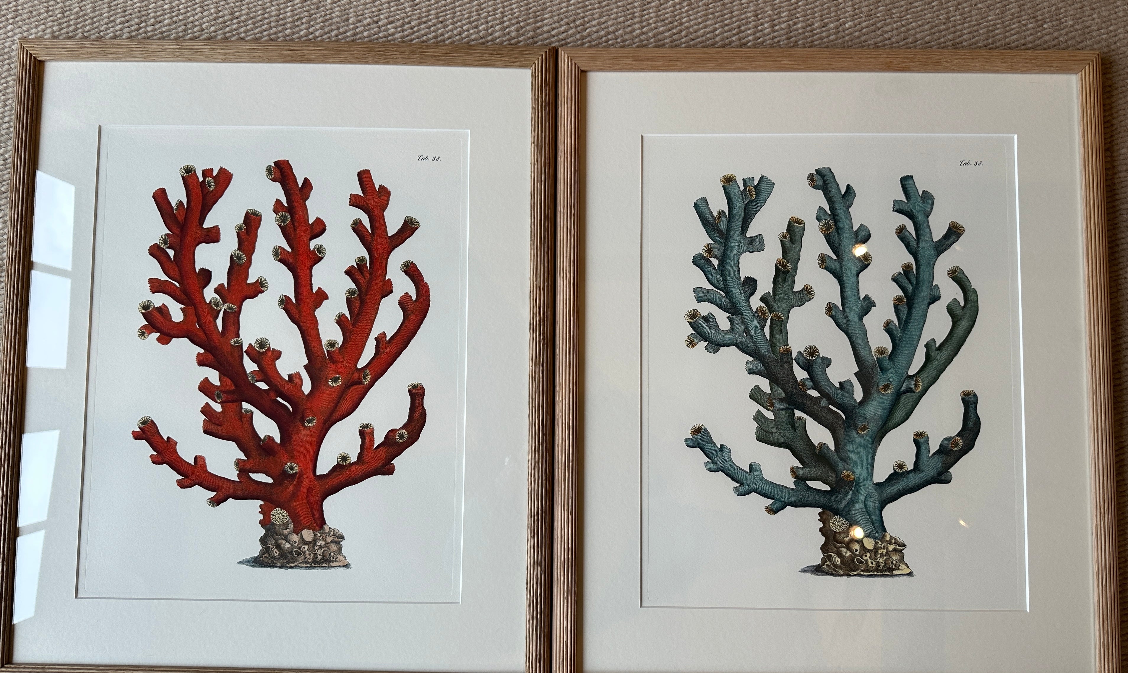 Botanical Prints of Red Coral