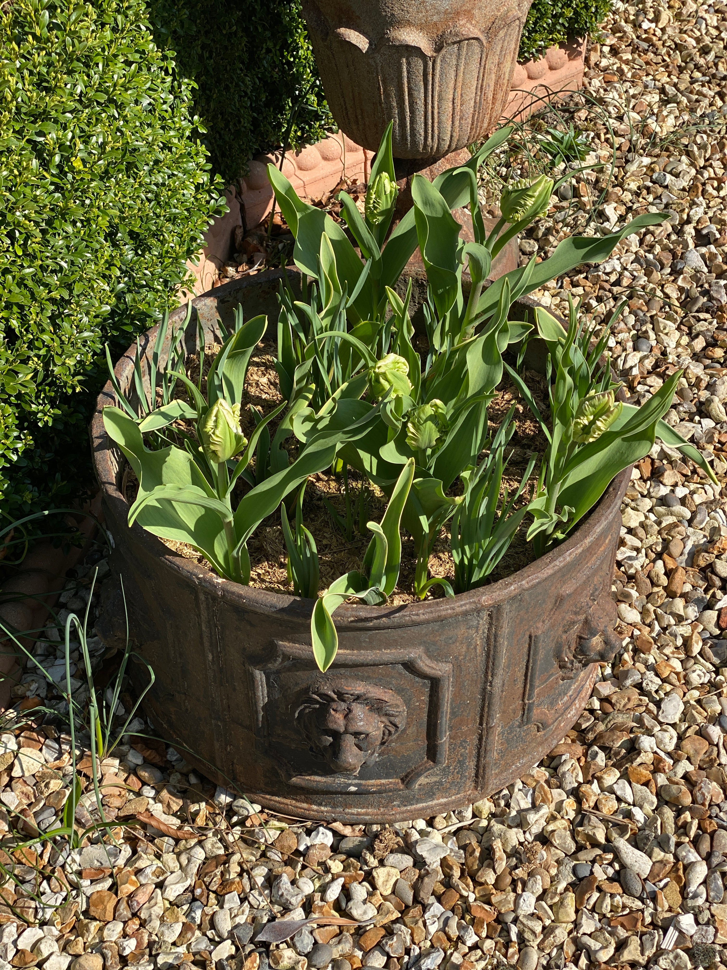 Heavy solid cast iron lion planter