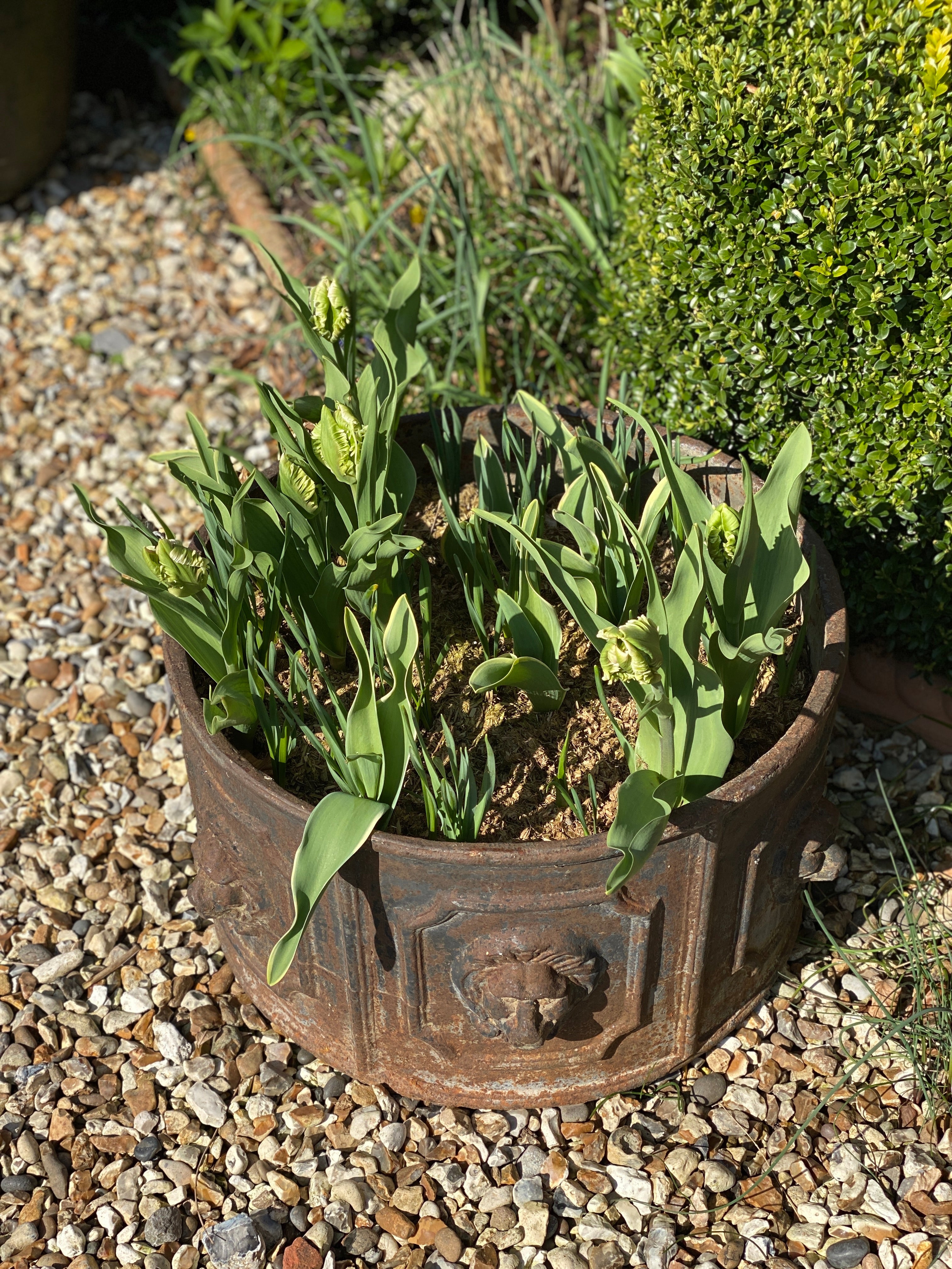Heavy solid cast iron lion planter