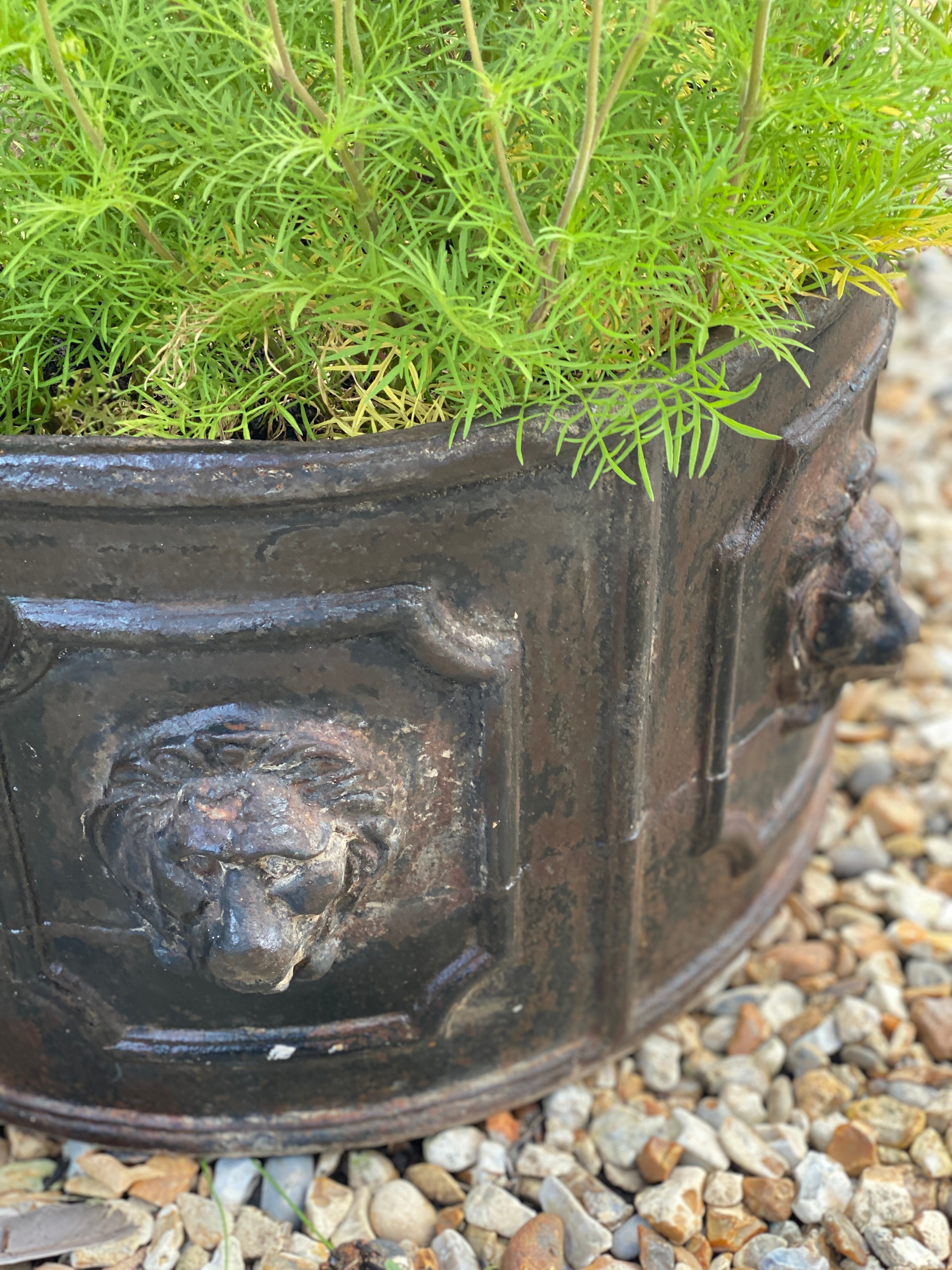 Heavy solid cast iron lion planter