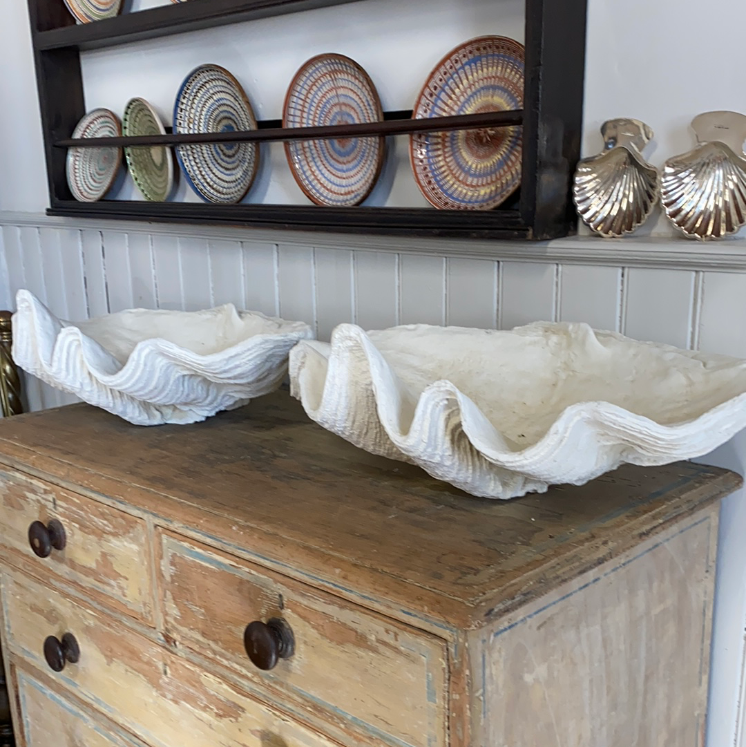 Giant Composite Clam Shells