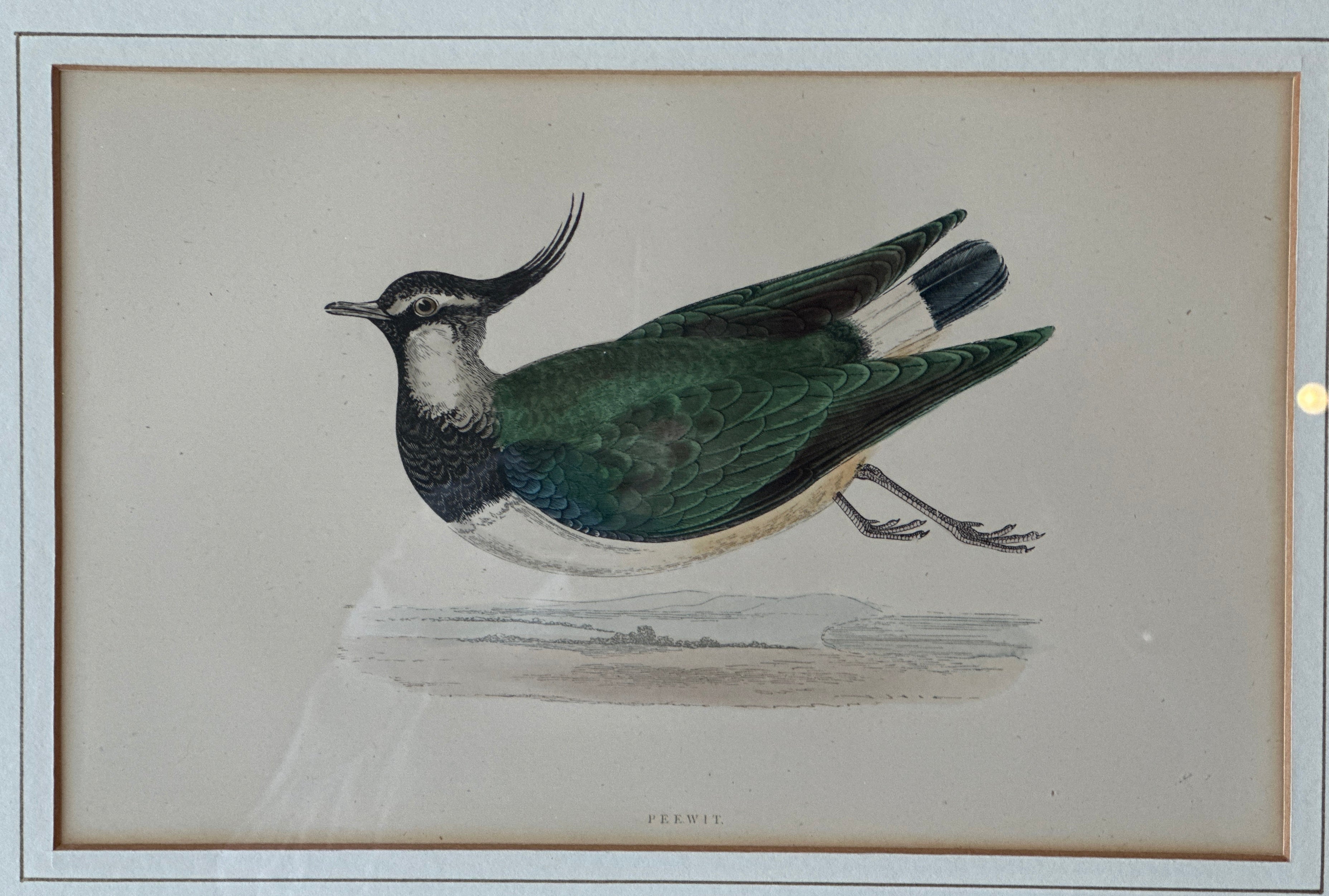 Pair of Hand Painted Birds in Dark Green Frames