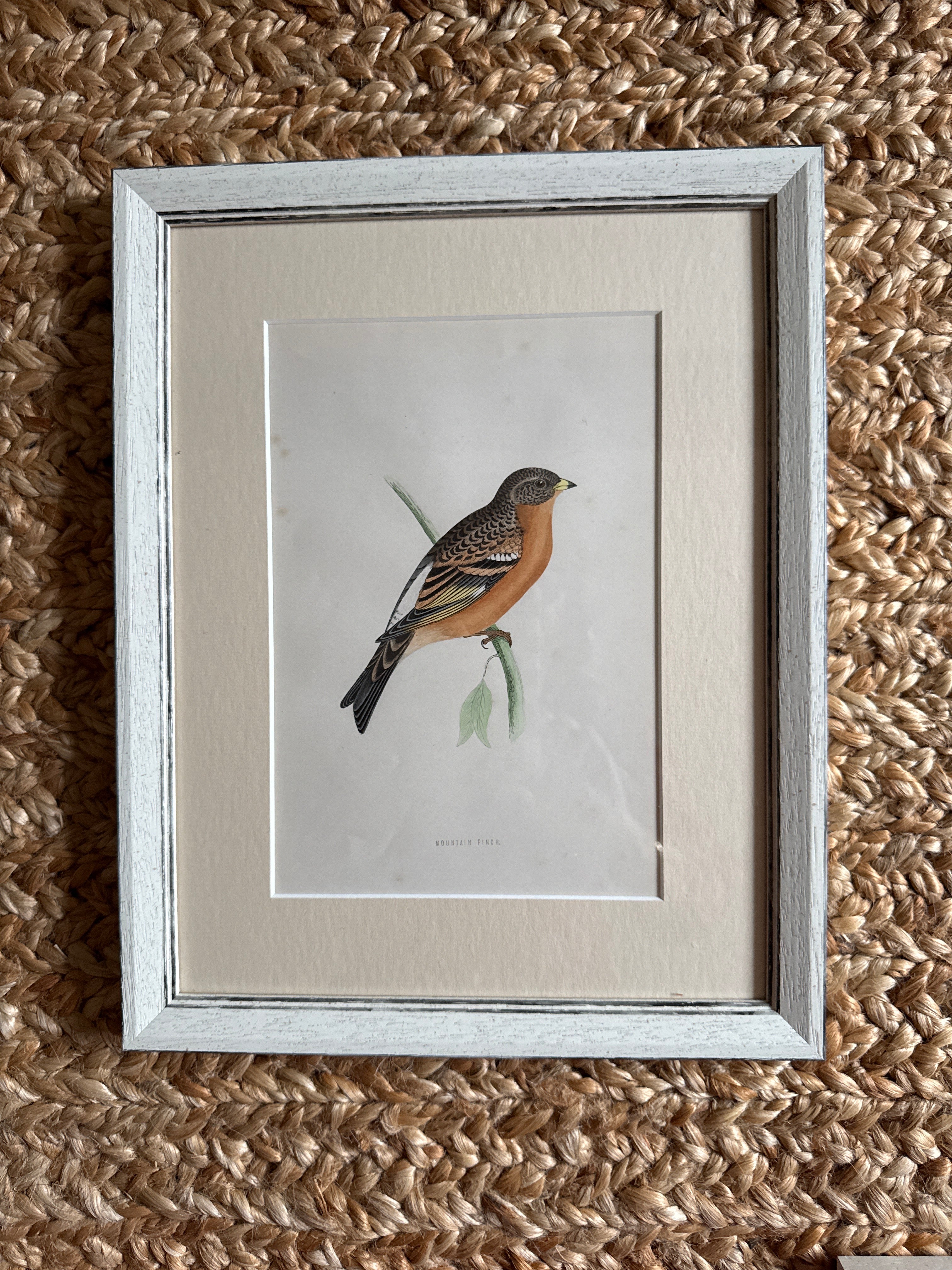 Set of 6 Hand Coloured Bird Engravings