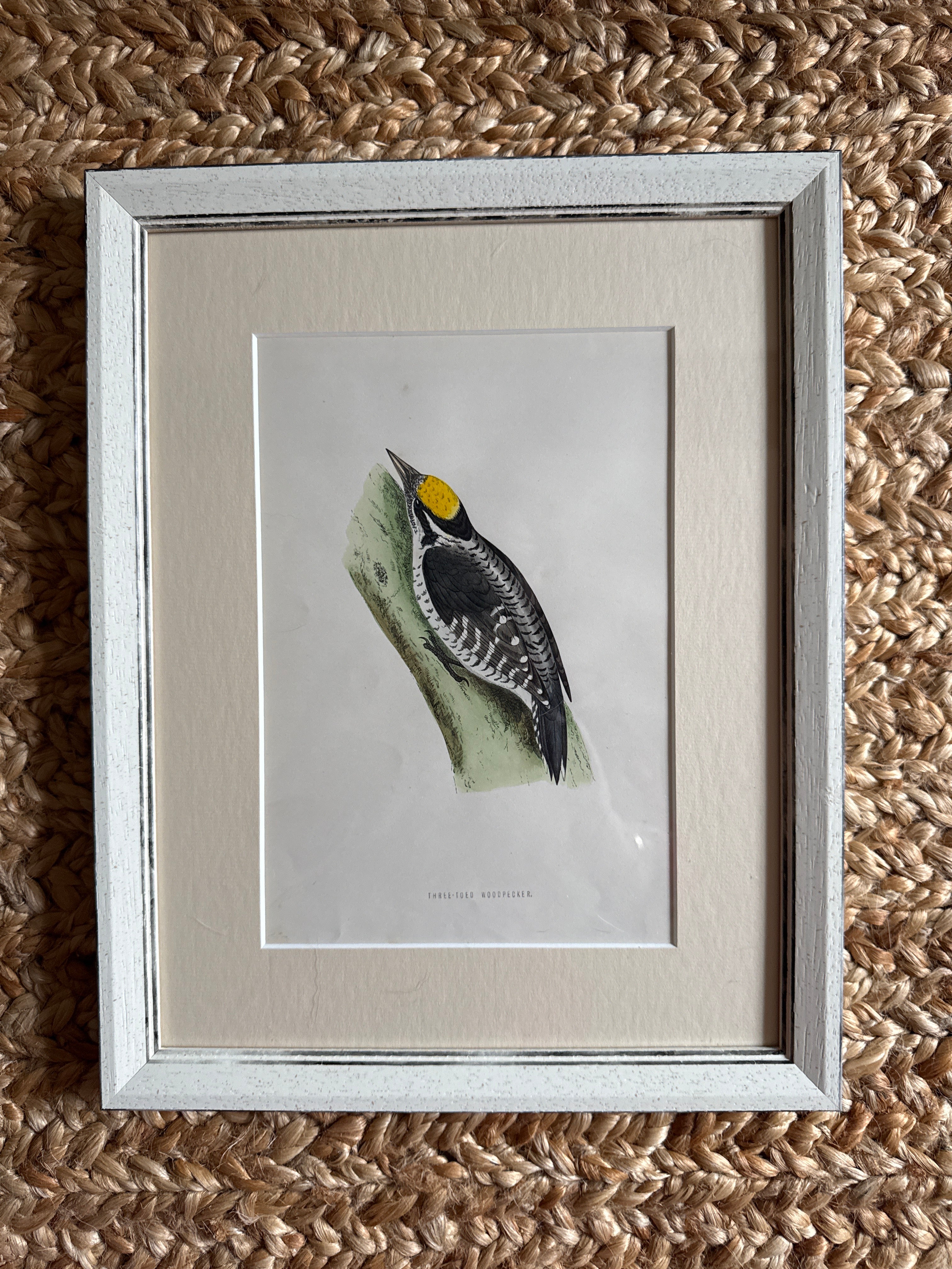 Set of 6 Hand Coloured Bird Engravings
