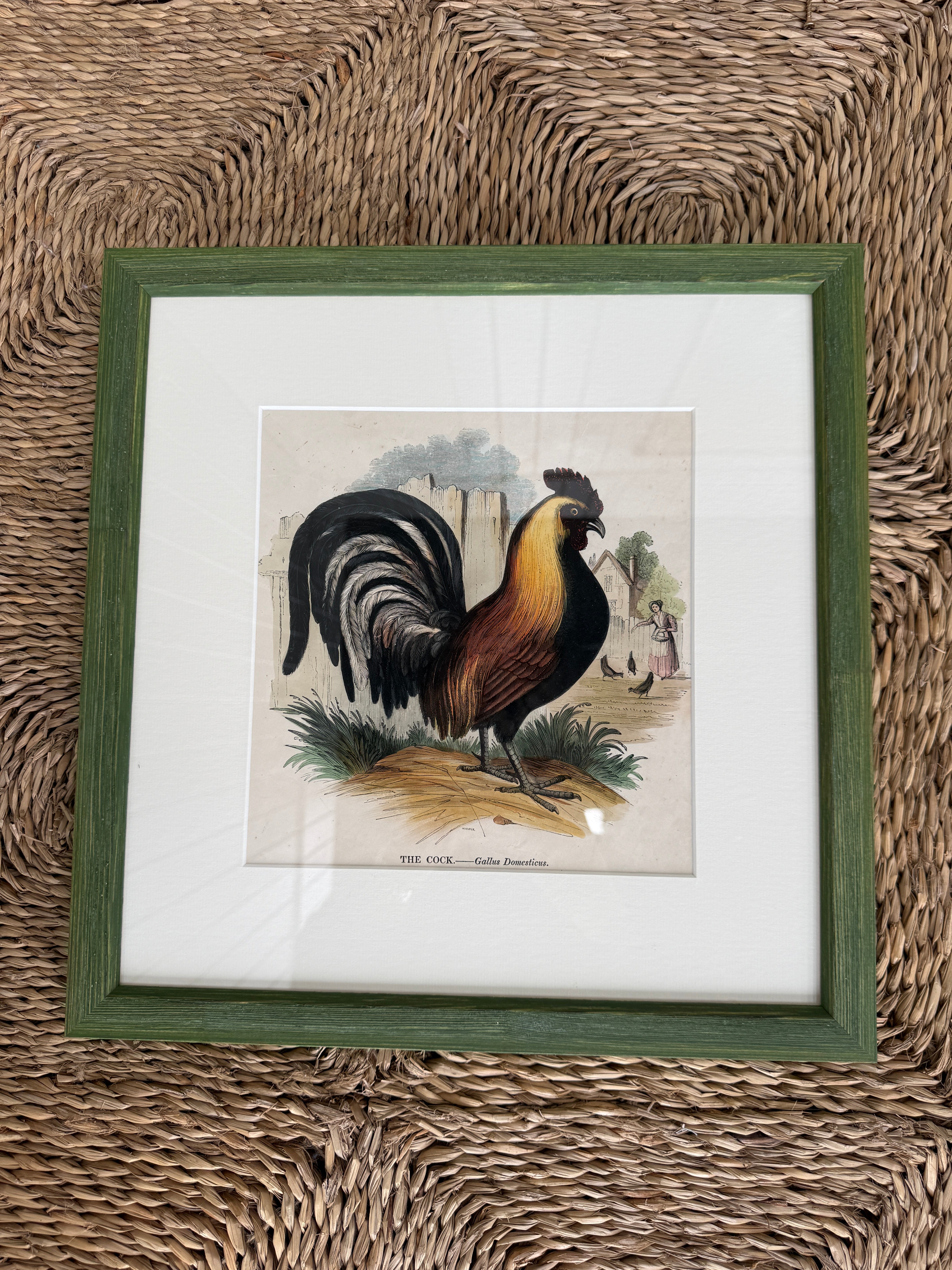 Rare Framed Print of ‘The Cock’