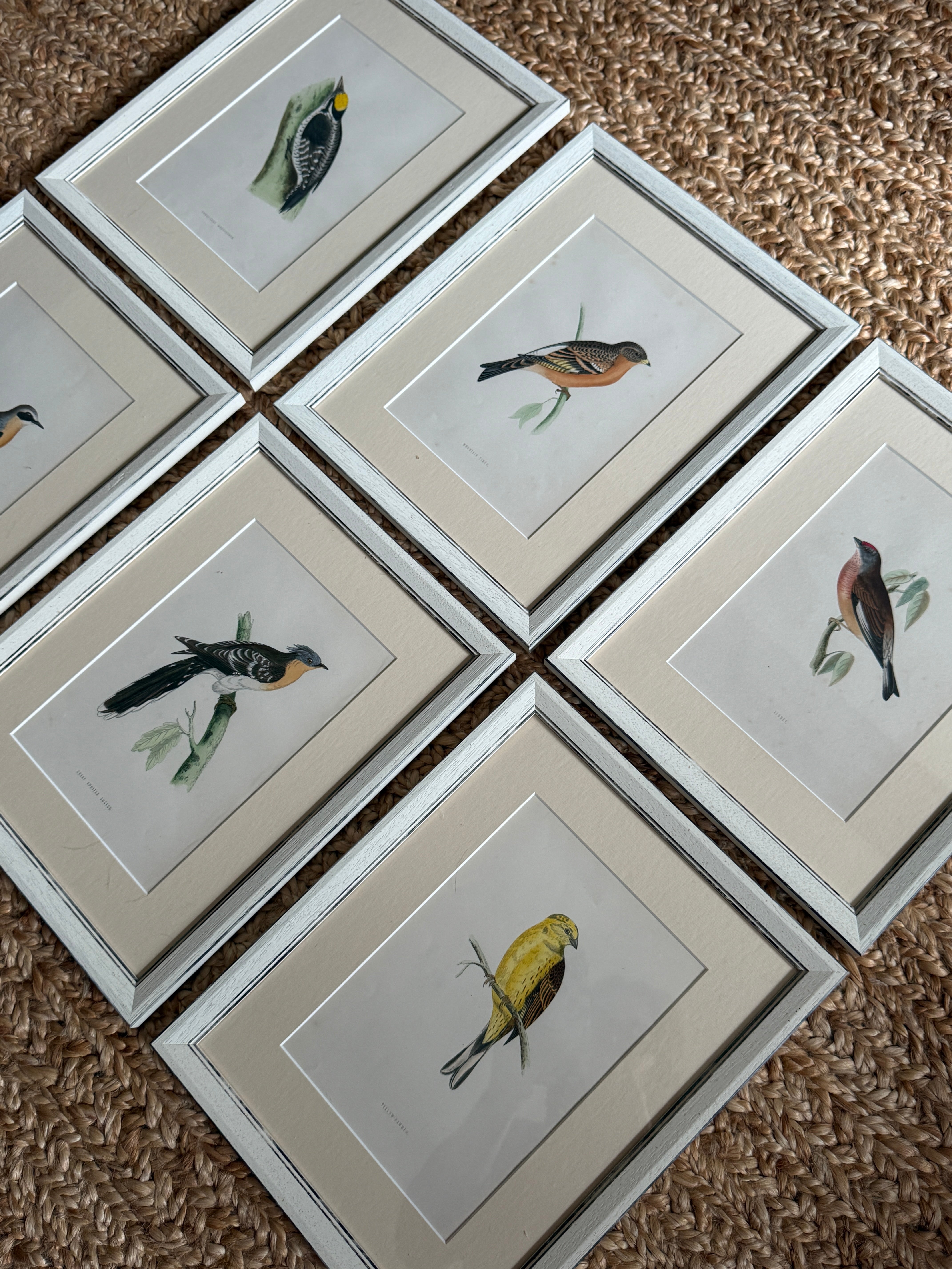 Set of 6 Hand Coloured Bird Engravings