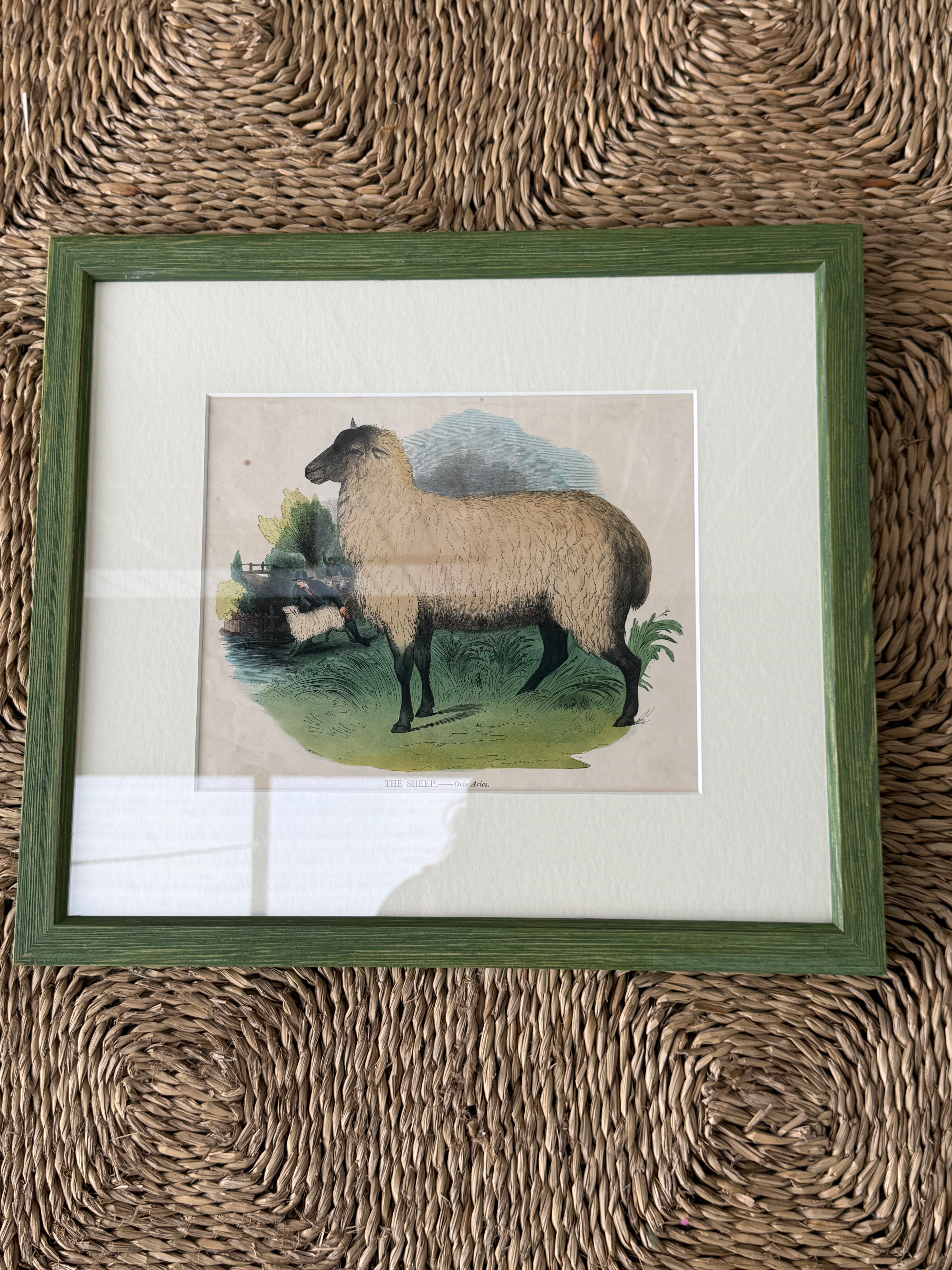Rare Framed Print of ‘The Sheep’