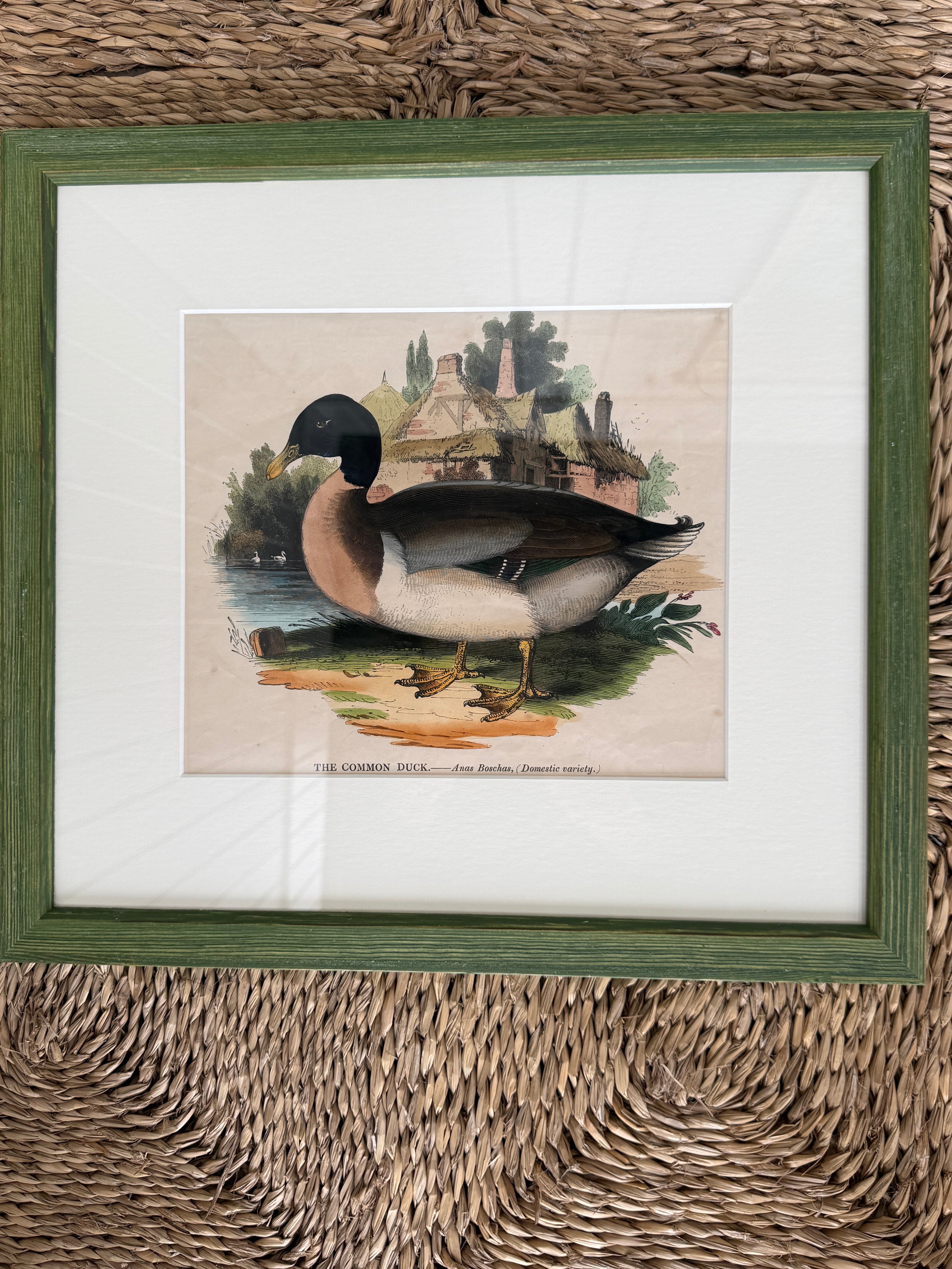 Rare Framed Print of ‘The Common Duck’