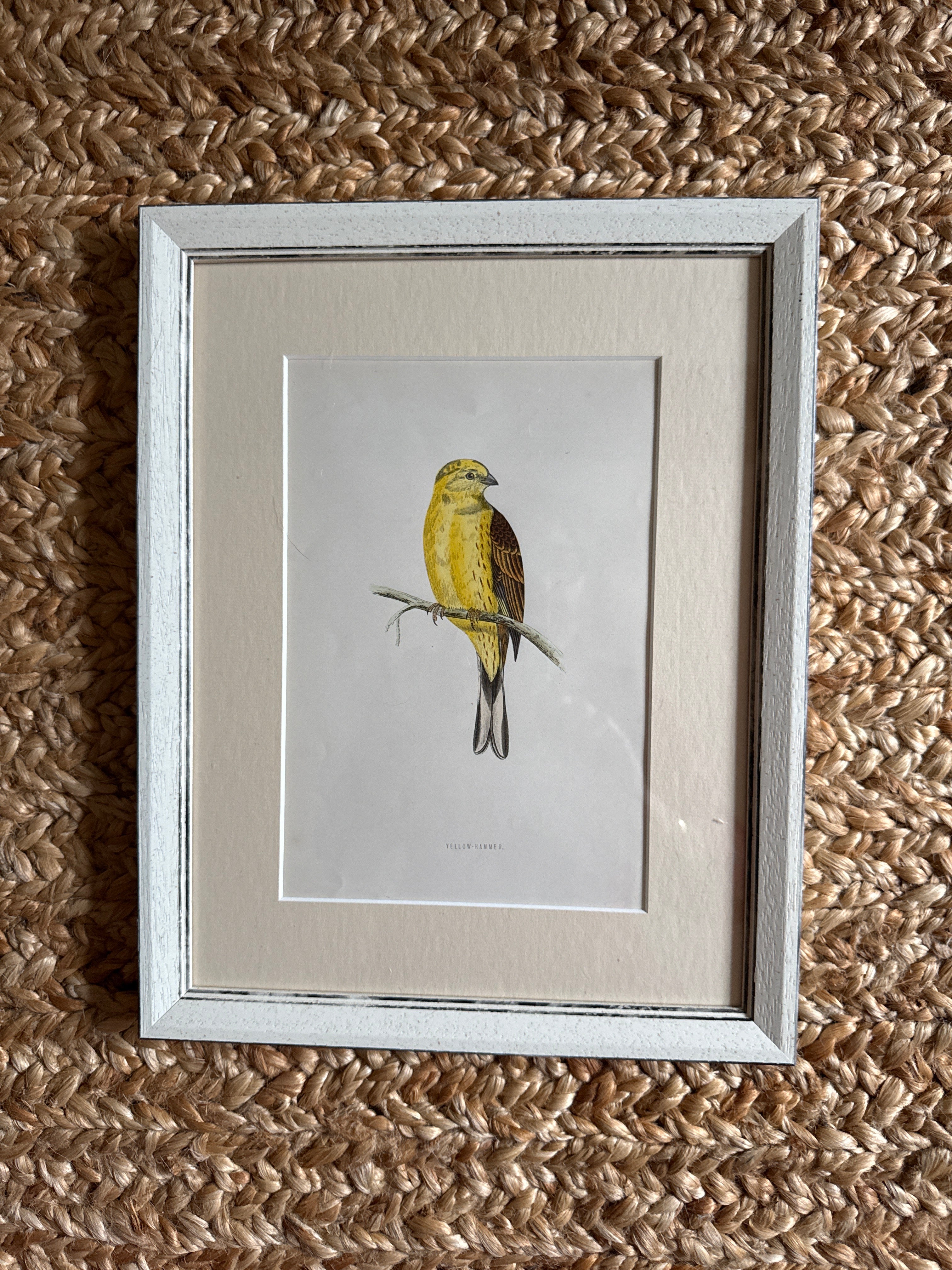 Set of 6 Hand Coloured Bird Engravings
