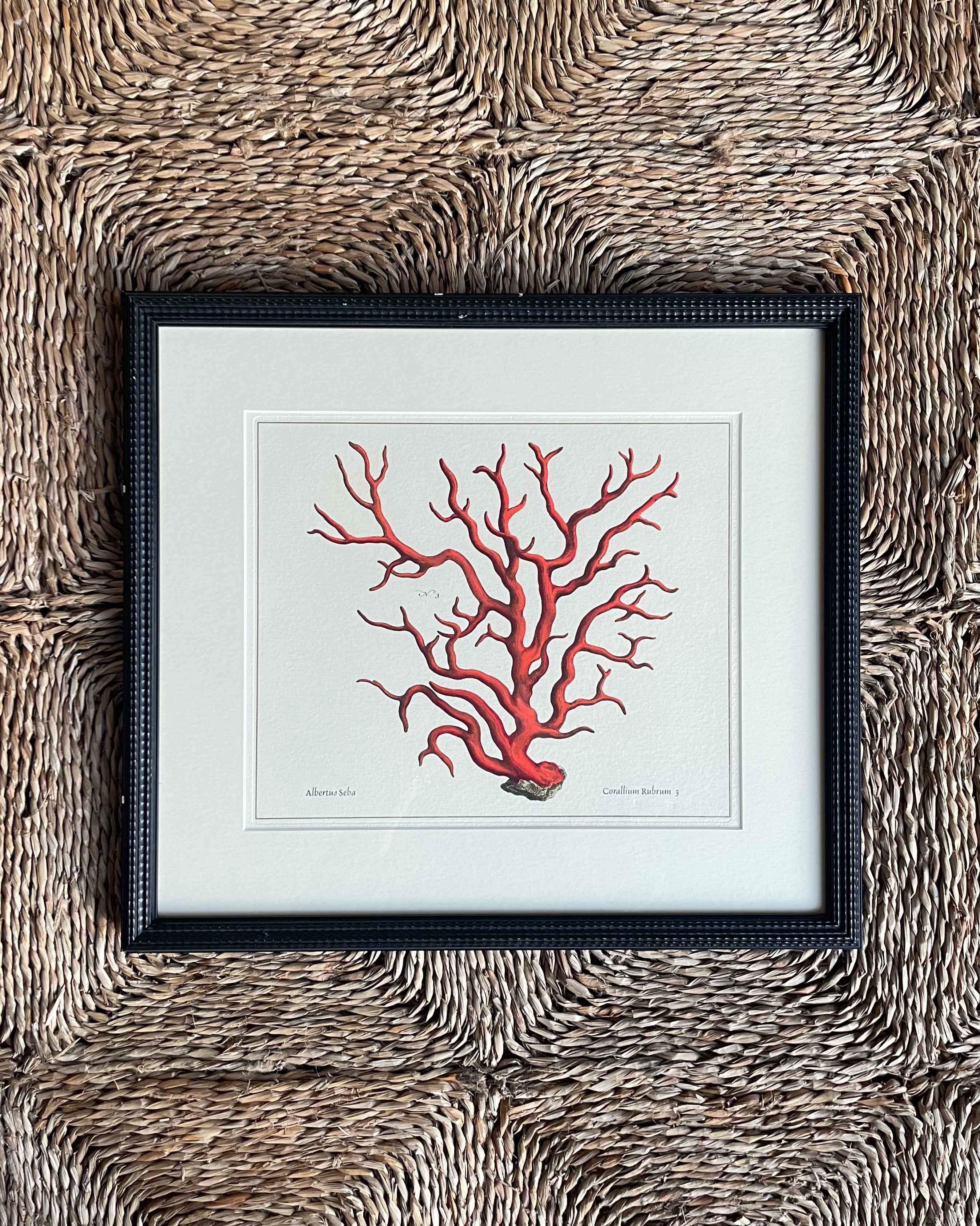 Framed Red Coral Print