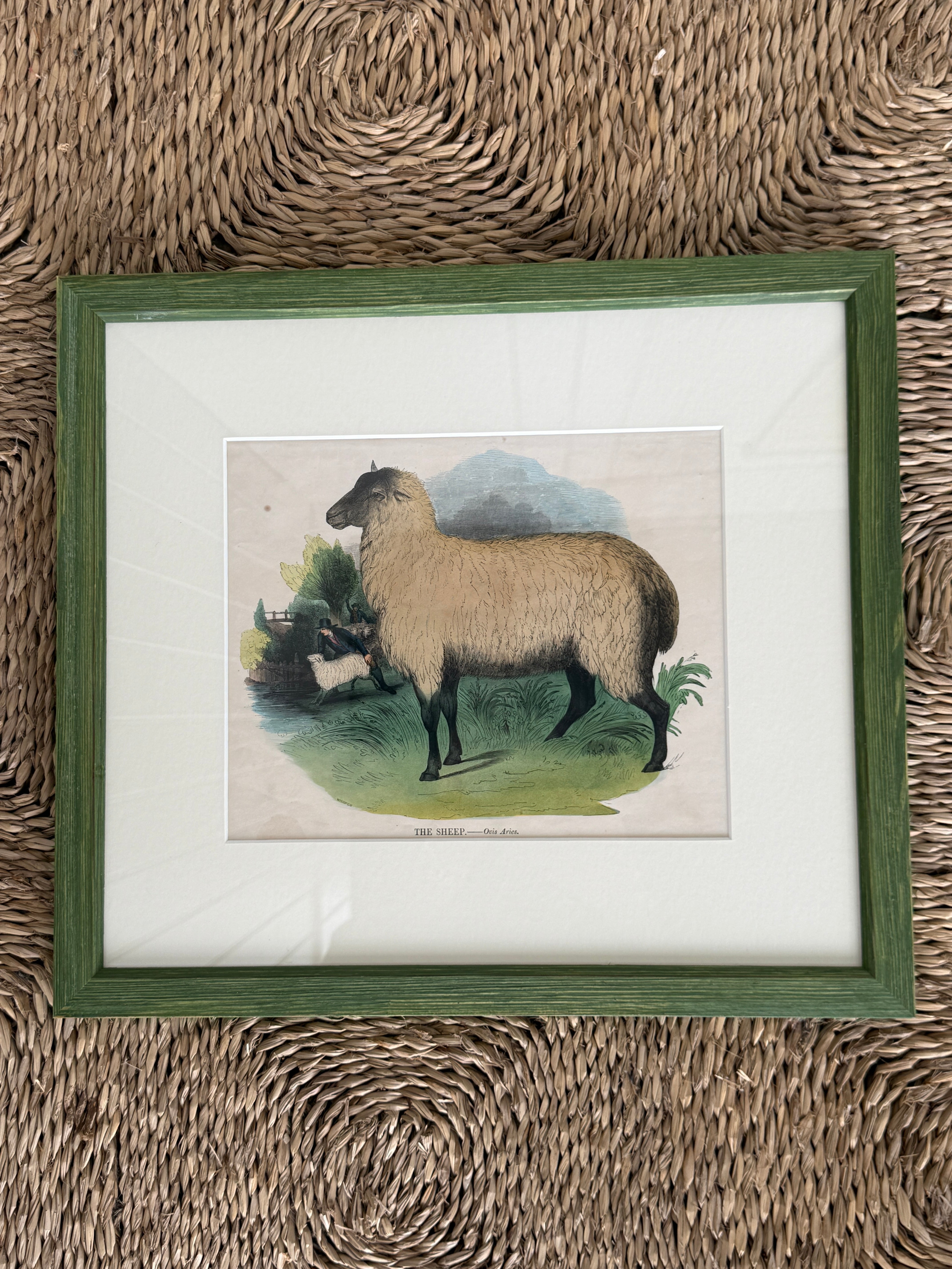 Rare Framed Print of ‘The Sheep’