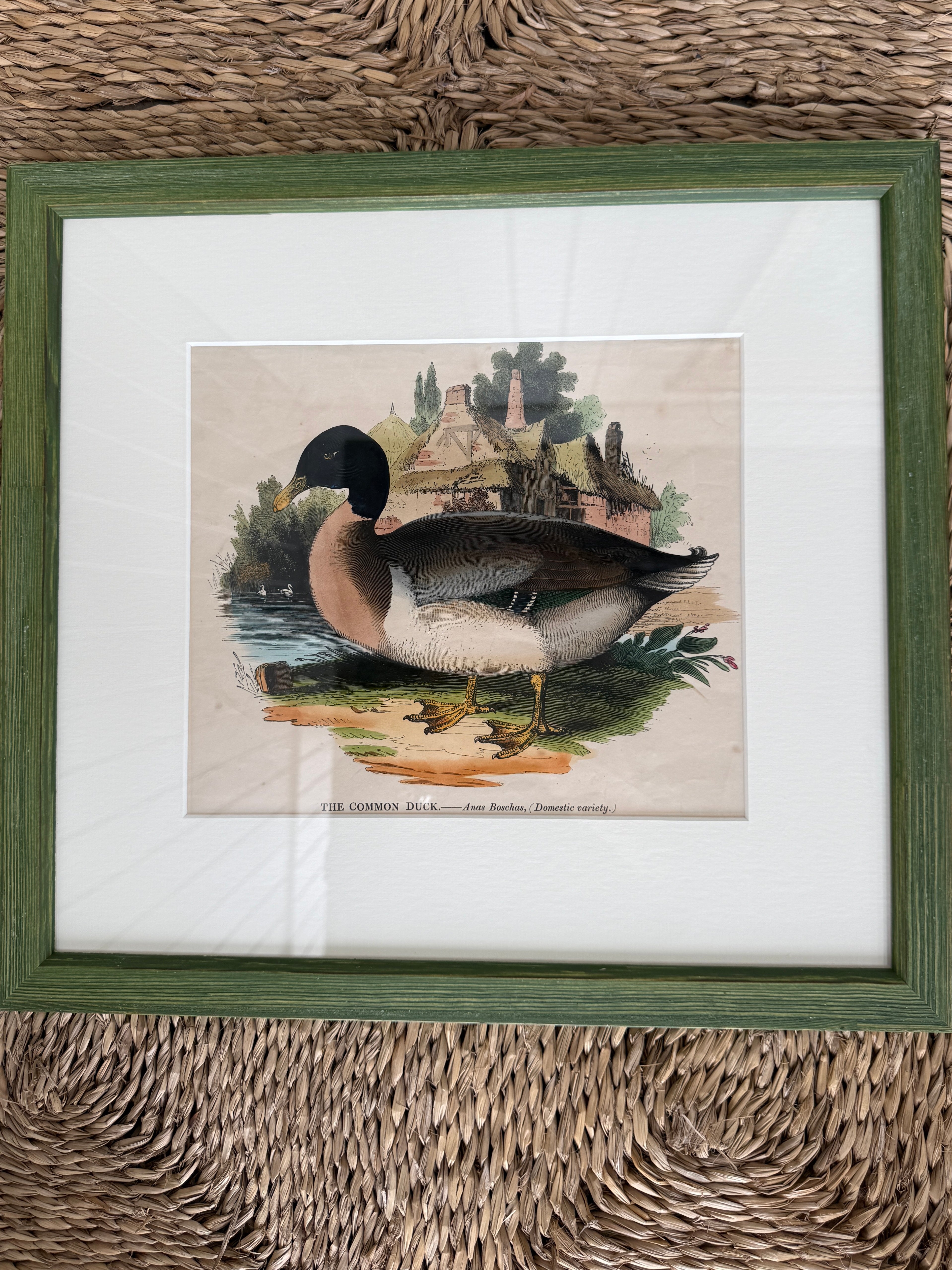 Rare Framed Print of ‘The Common Duck’