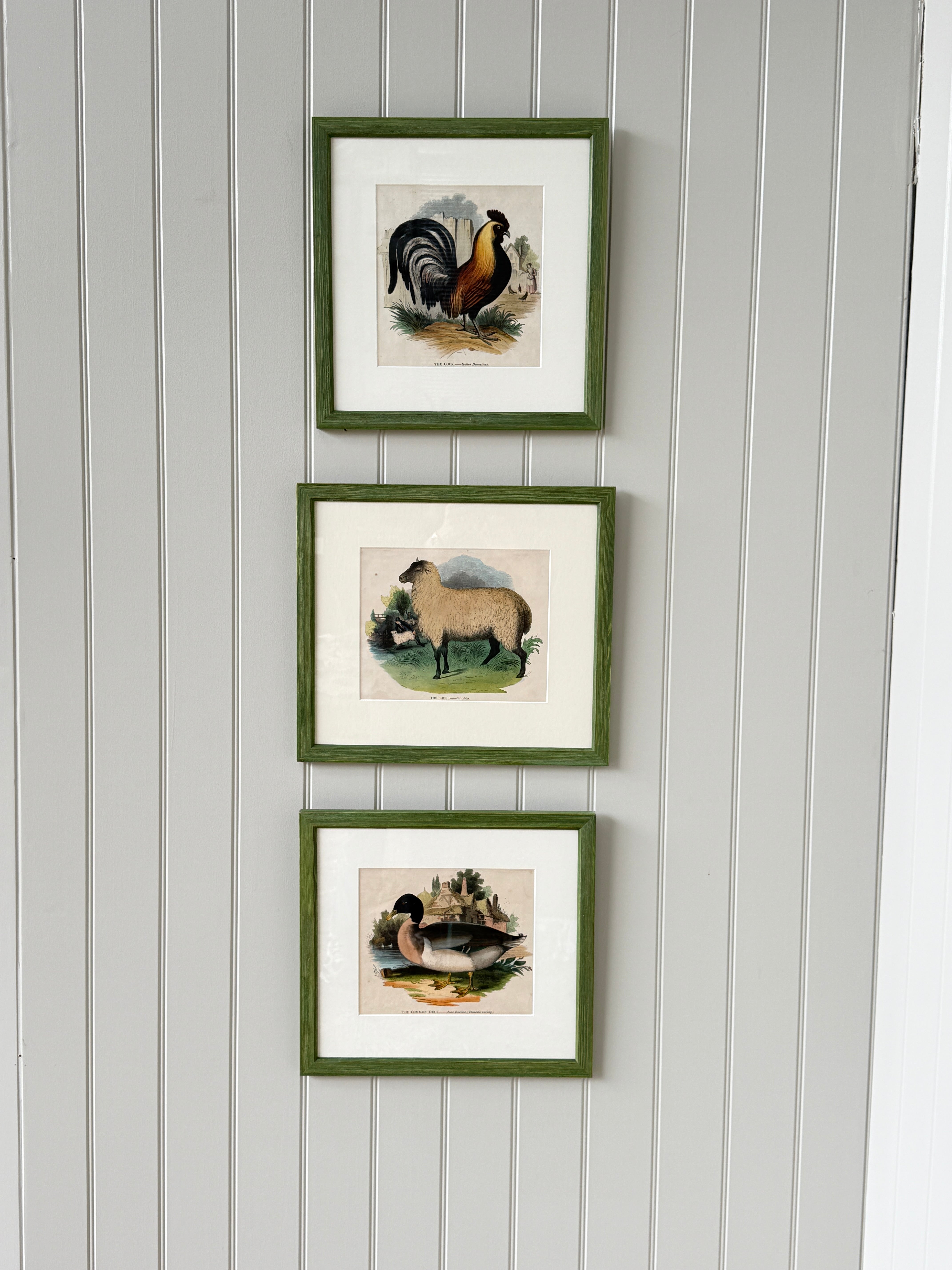 Rare Framed Print of ‘The Sheep’