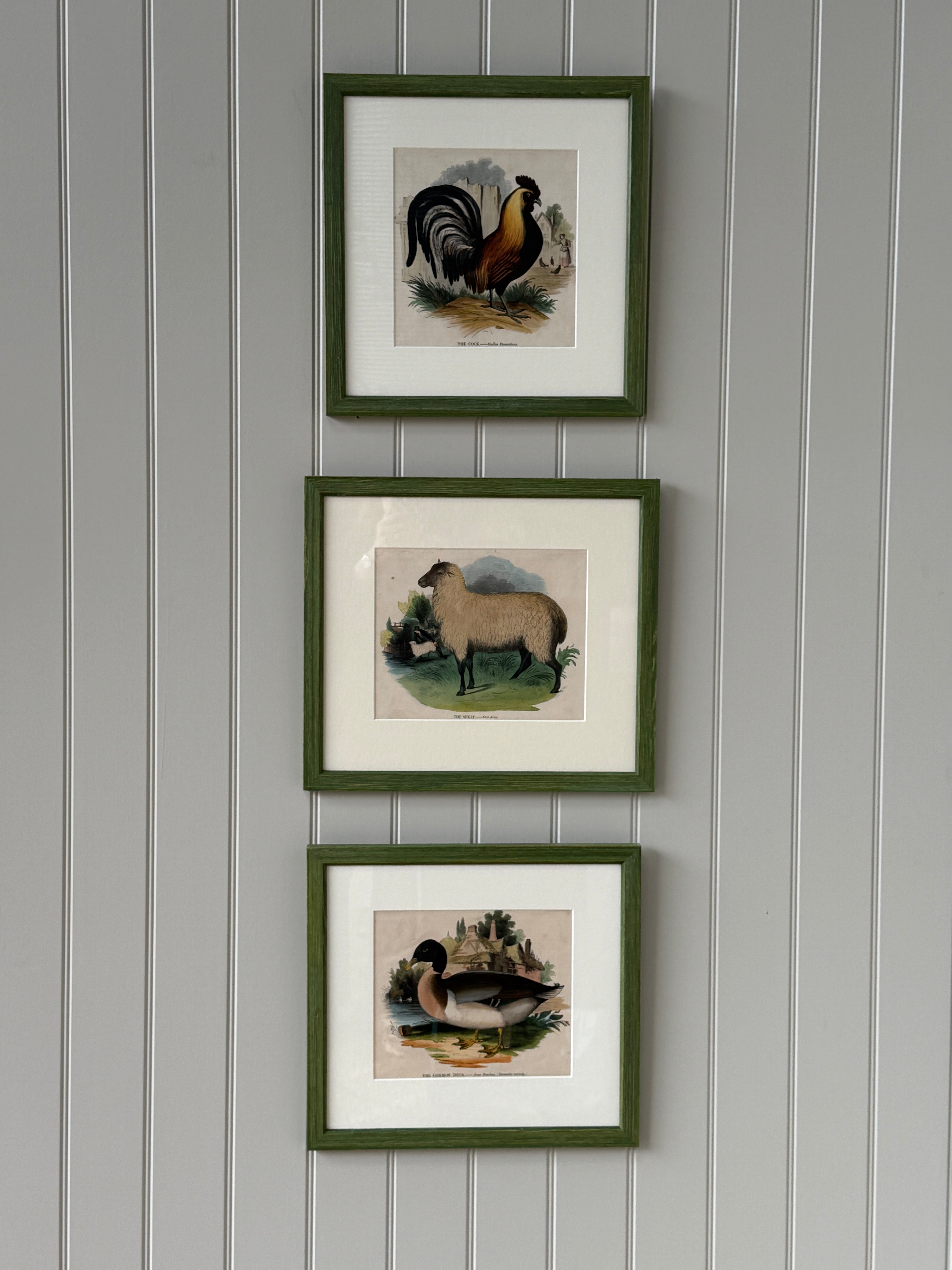 Rare Framed Print of ‘The Cock’