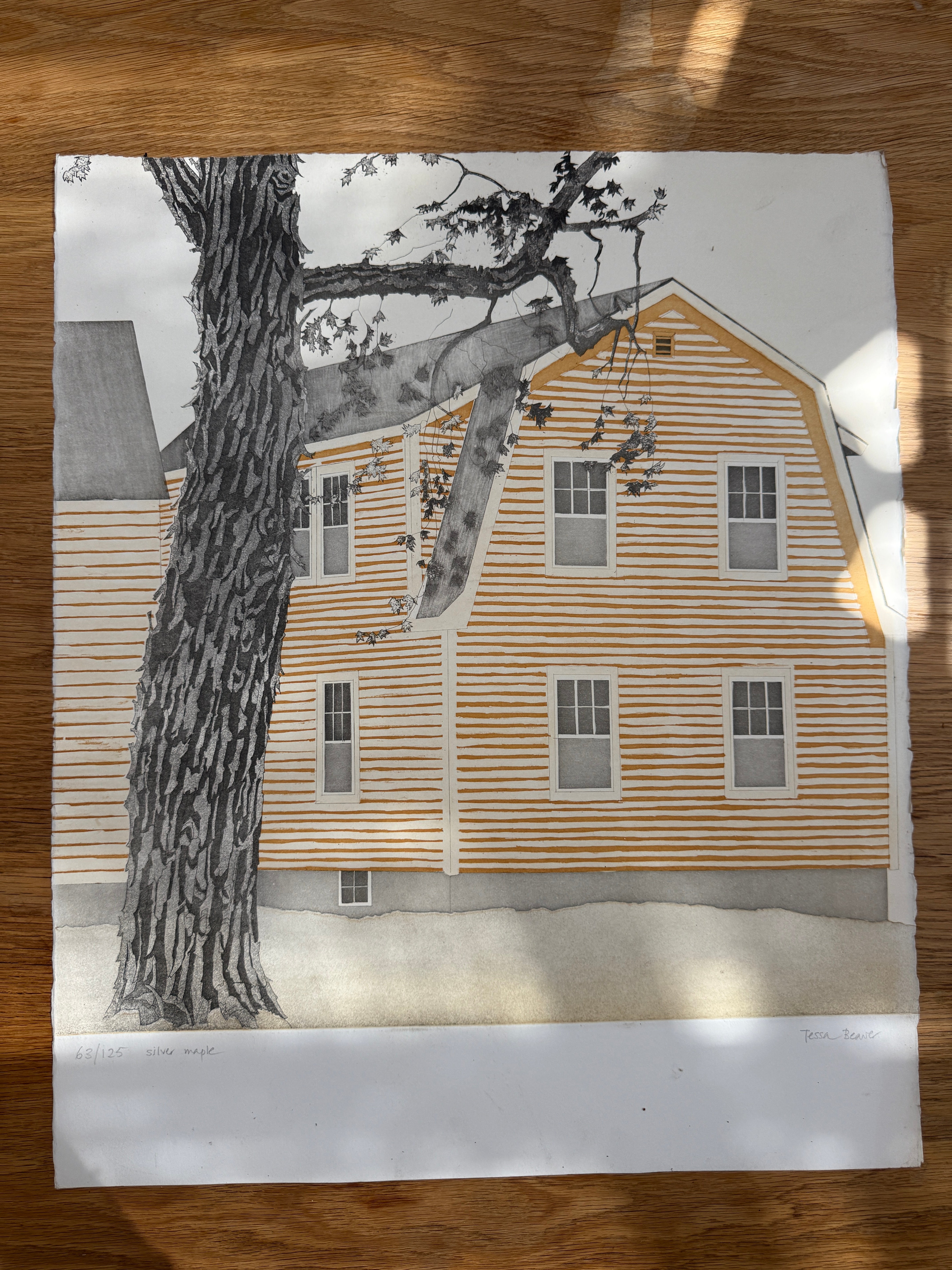 Silver Maple — Tessa Beaver (unframed)
