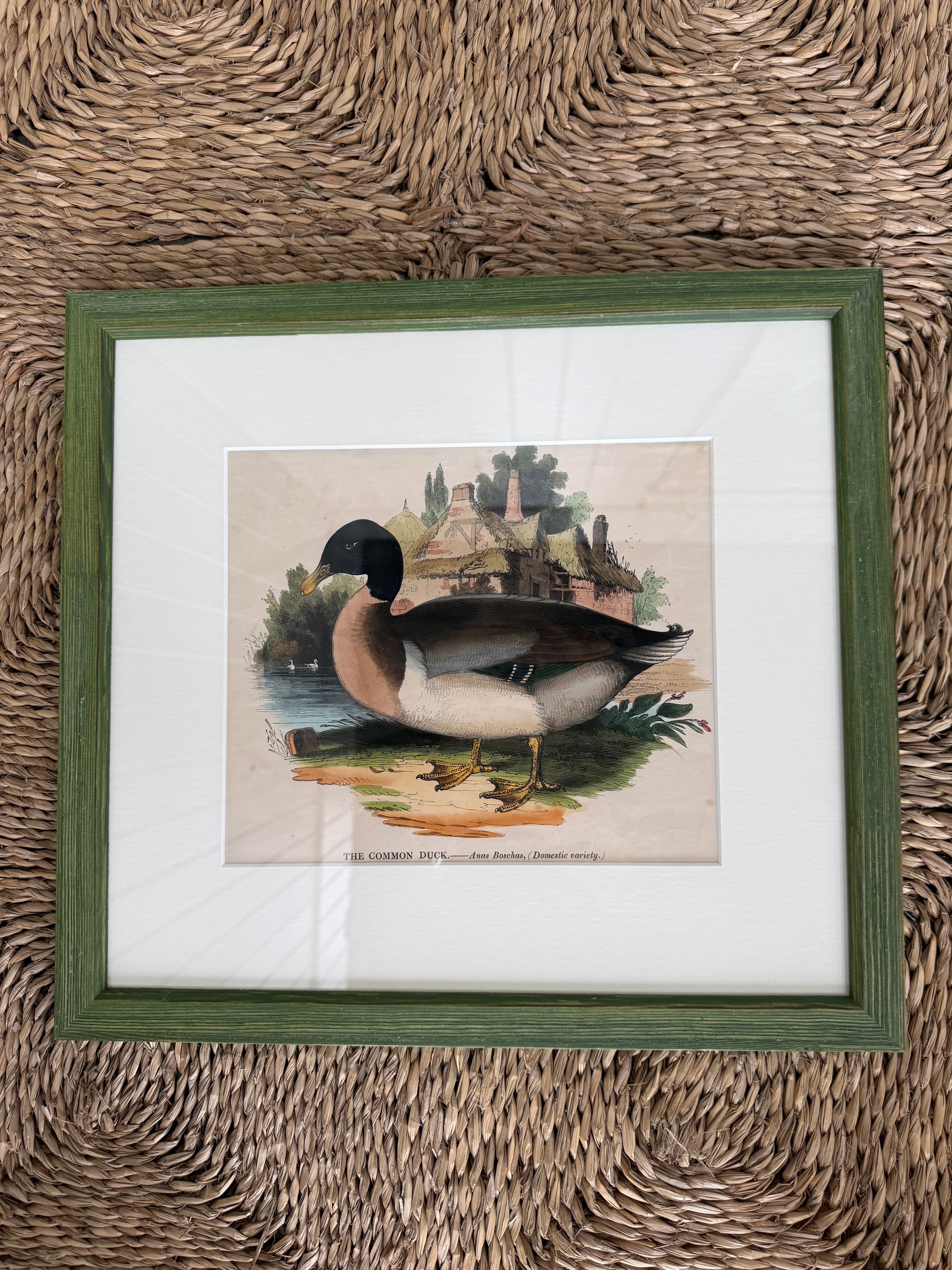 Rare Framed Print of ‘The Common Duck’