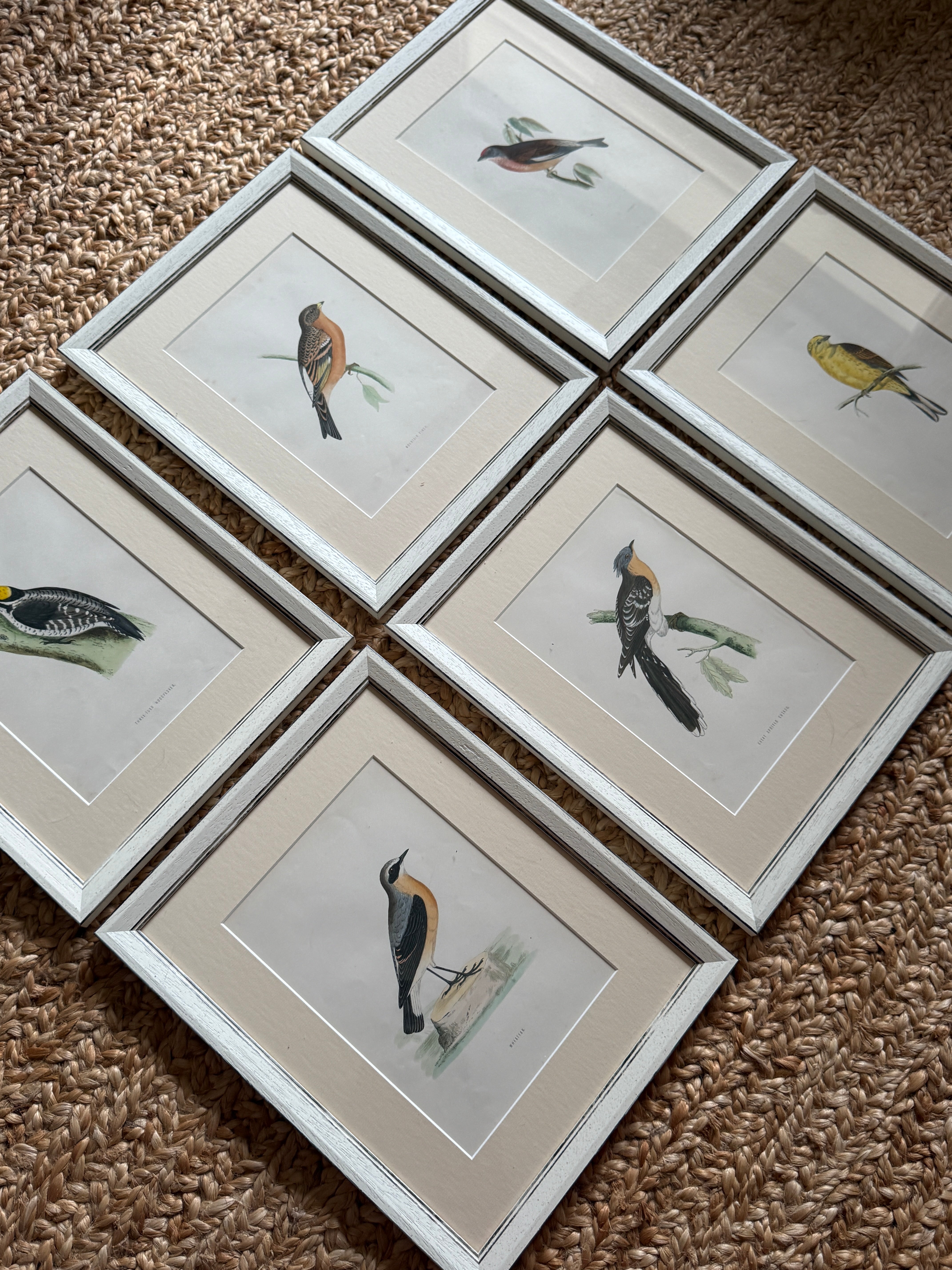 Set of 6 Hand Coloured Bird Engravings