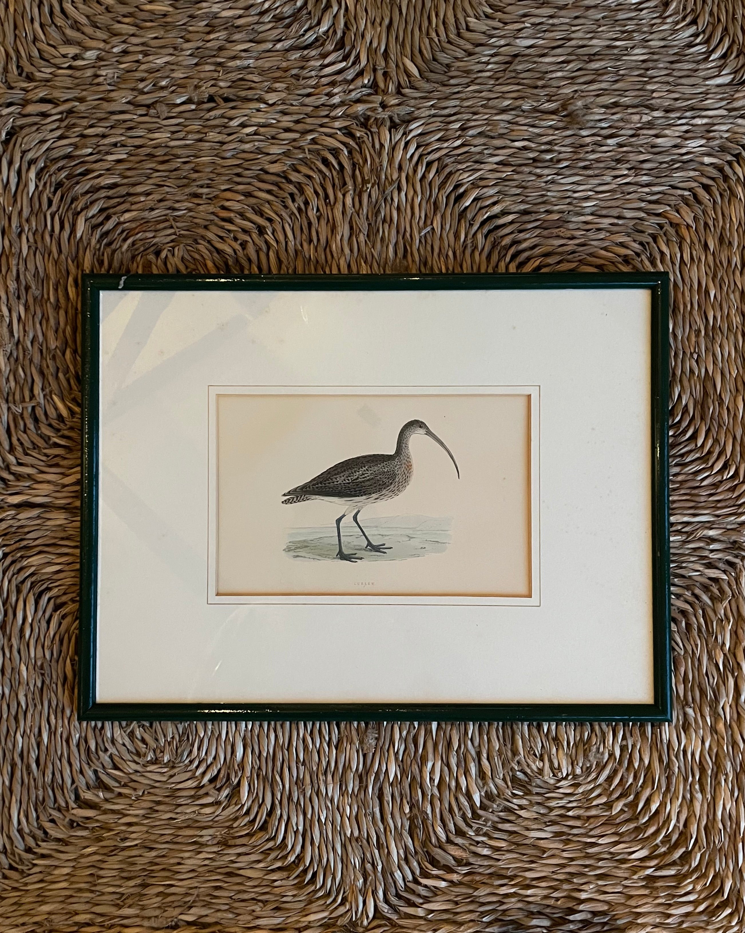 Pair of Hand Painted Birds in Dark Green Frames