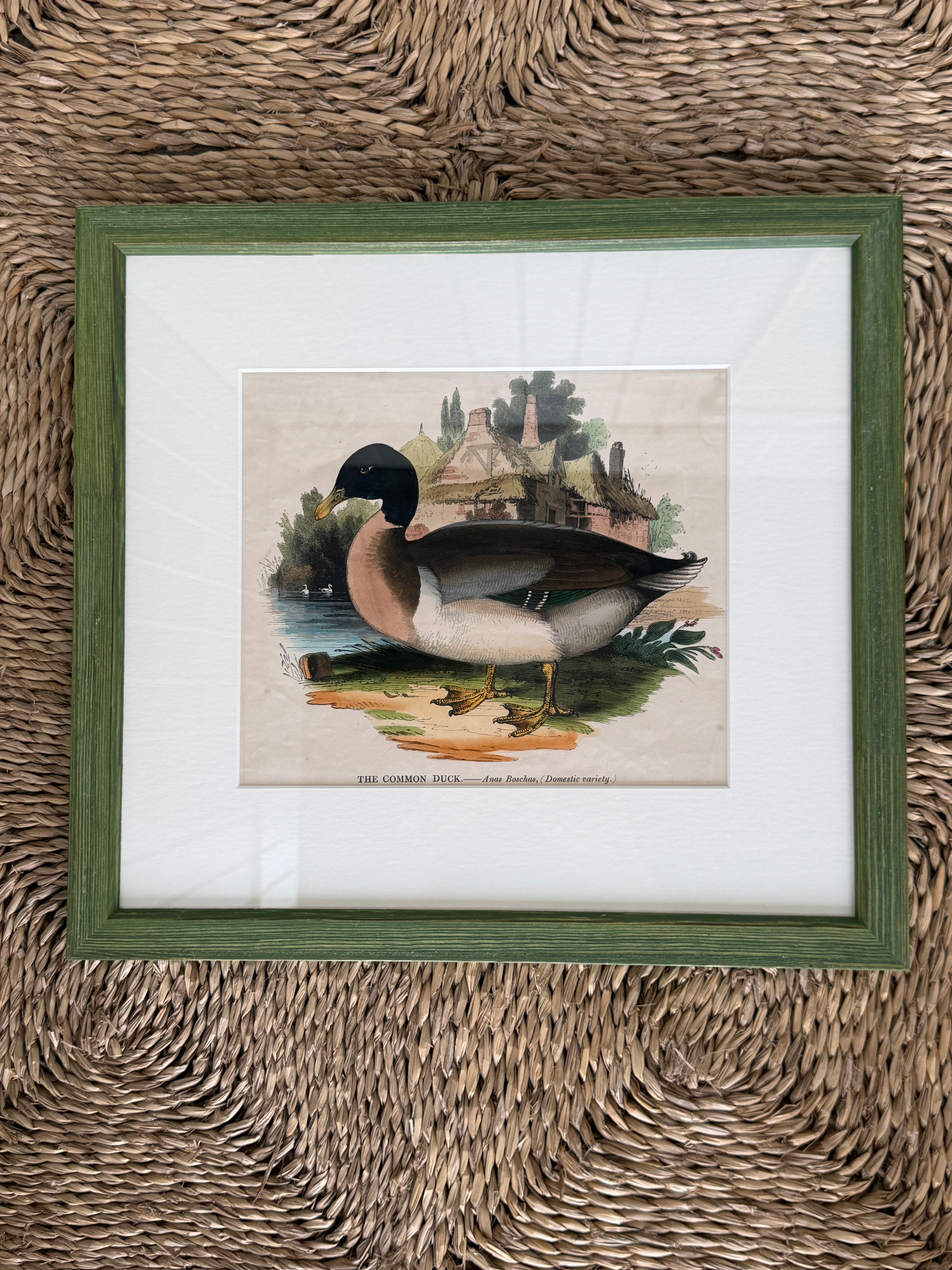 Rare Framed Print of ‘The Common Duck’