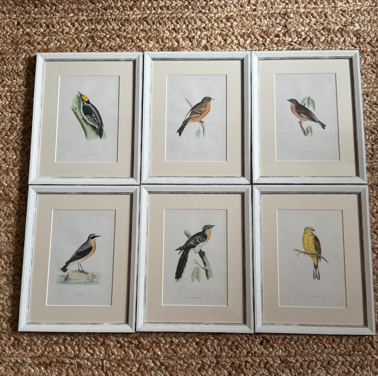 Set of 6 Hand Coloured Bird Engravings