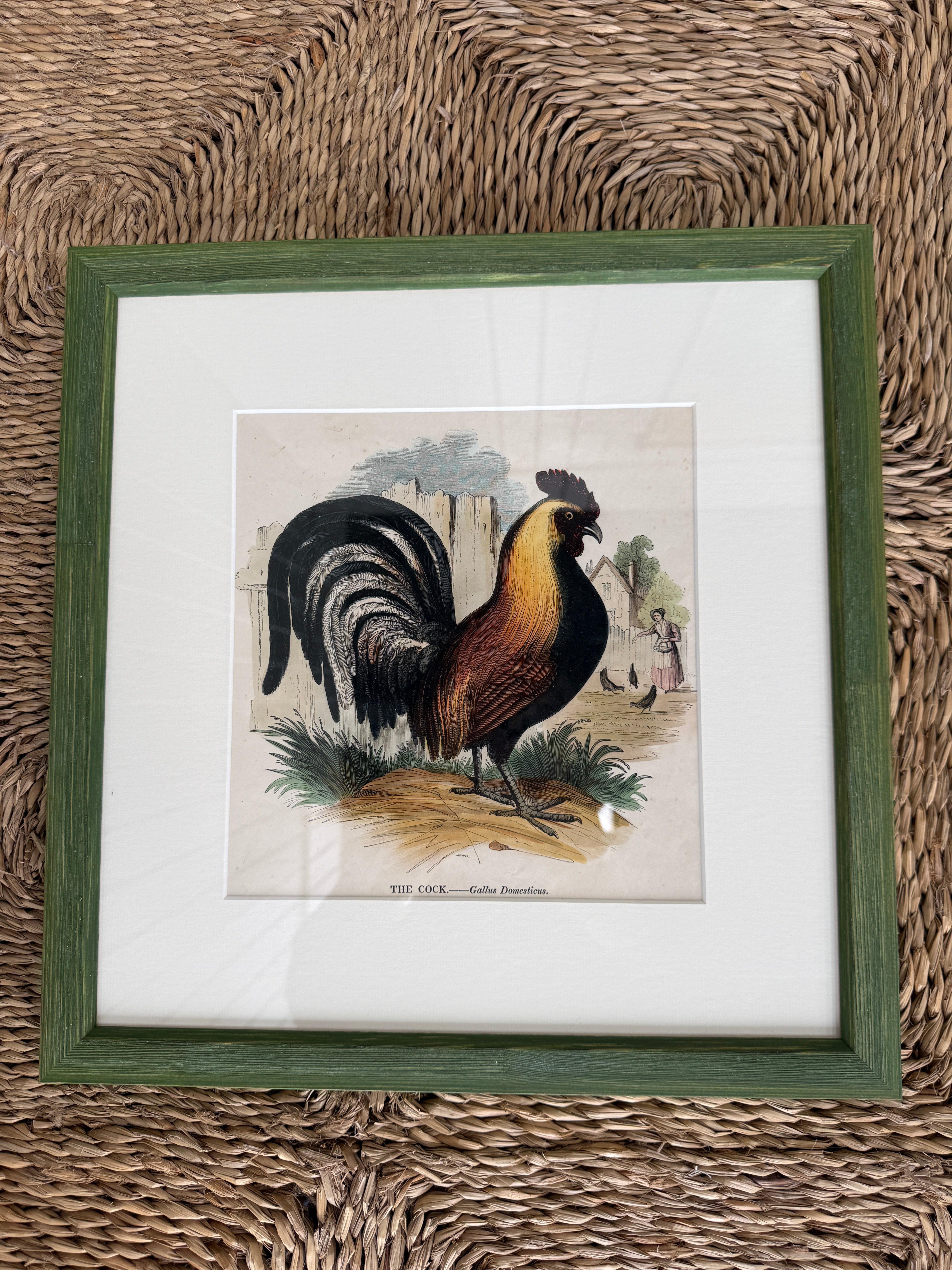 Rare Framed Print of ‘The Cock’