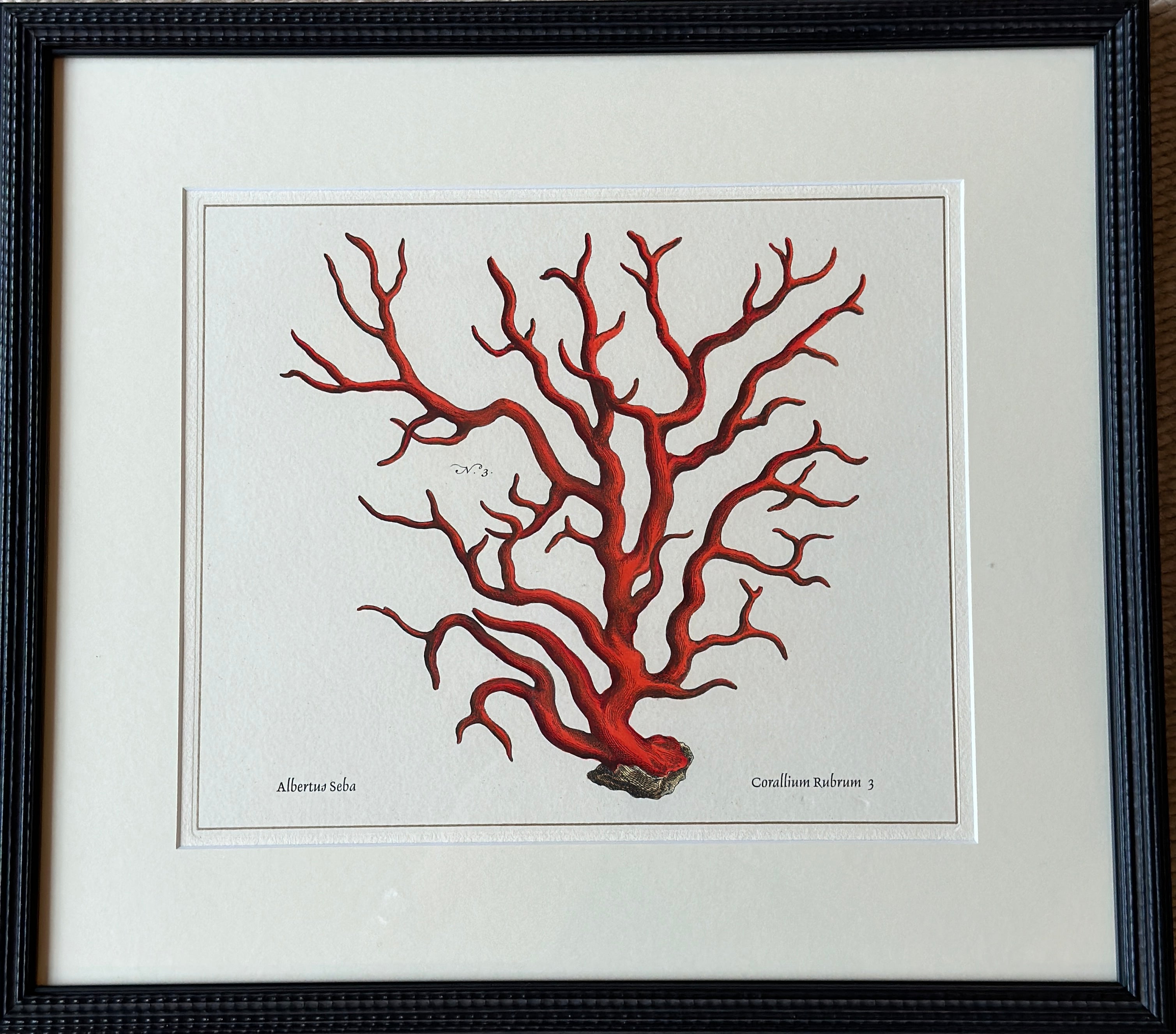 Framed Red Coral Print