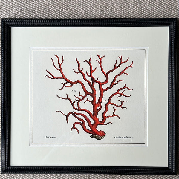 Framed Red Coral Print