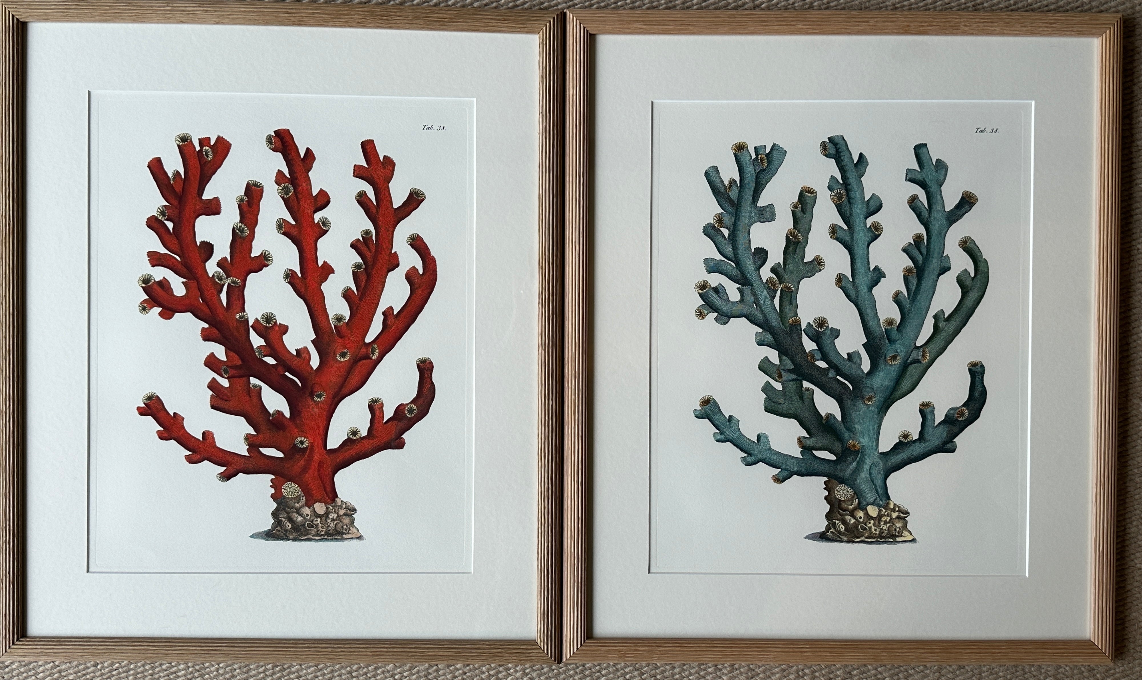 Botanical Prints of Blue Coral