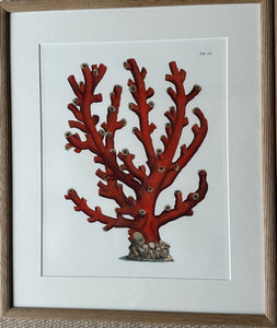 Botanical Prints of Red Coral
