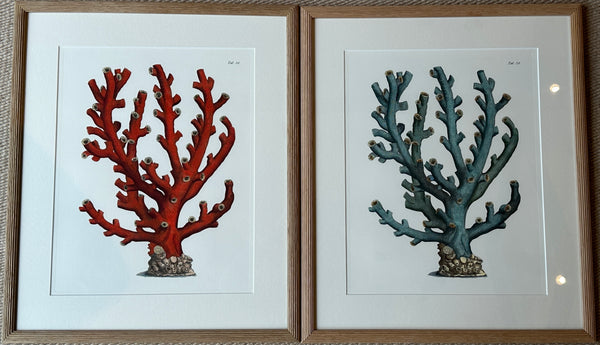 Botanical Prints of Red Coral