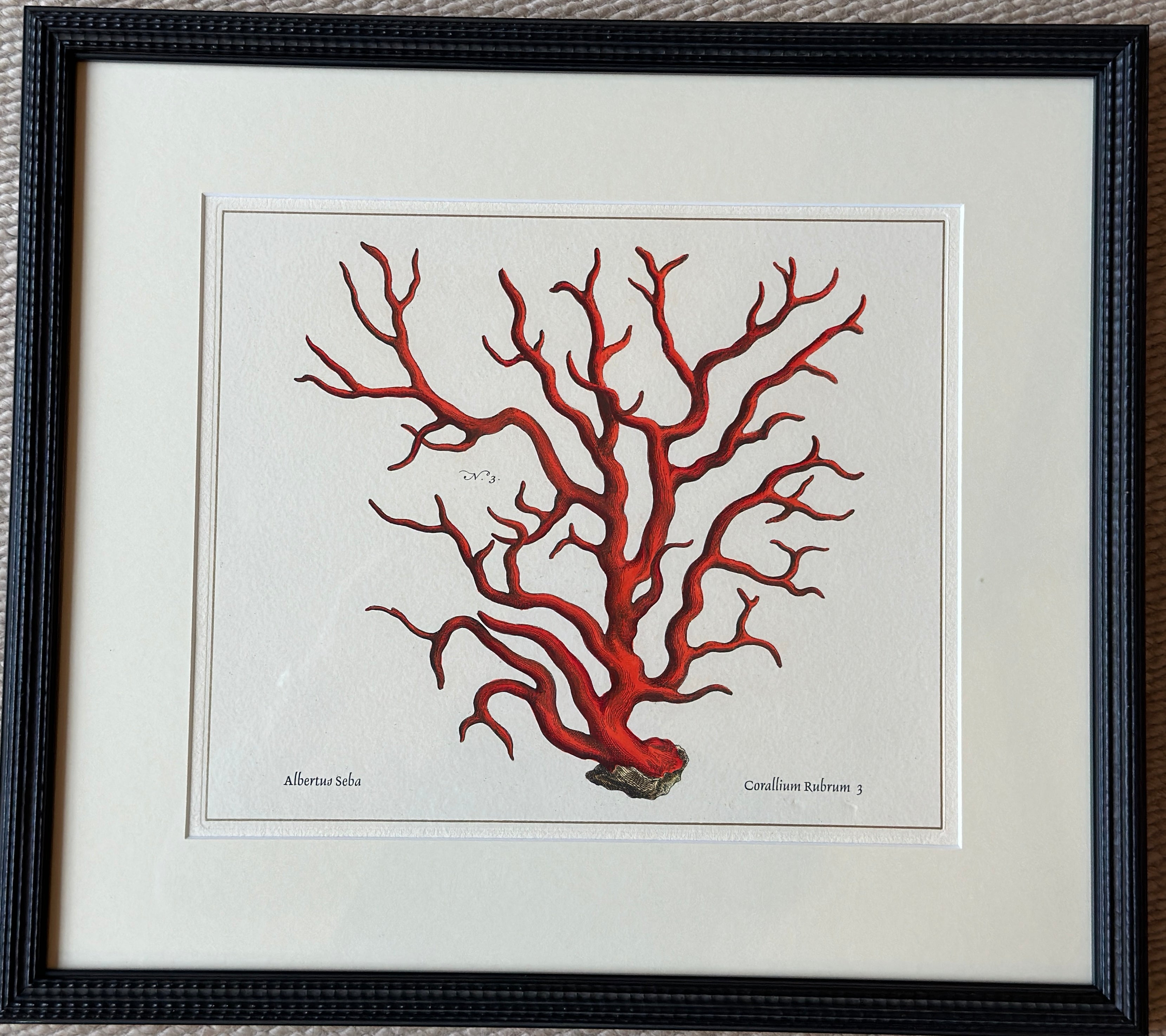 Framed Red Coral Print