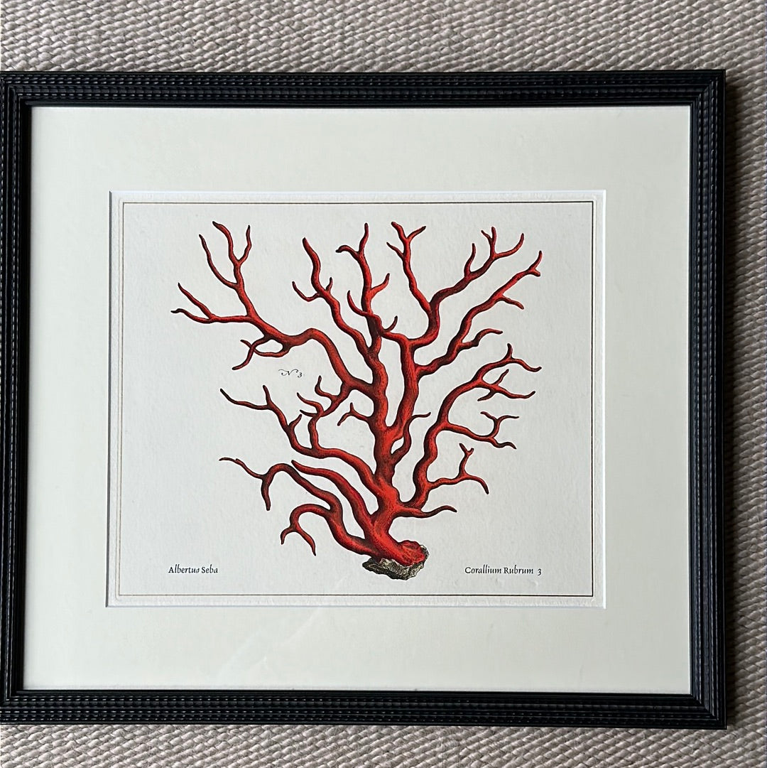 Framed Red Coral Print