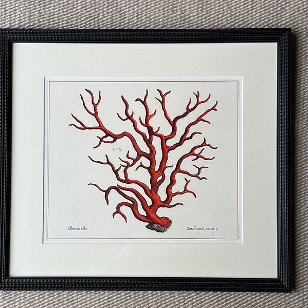 Framed Red Coral Print