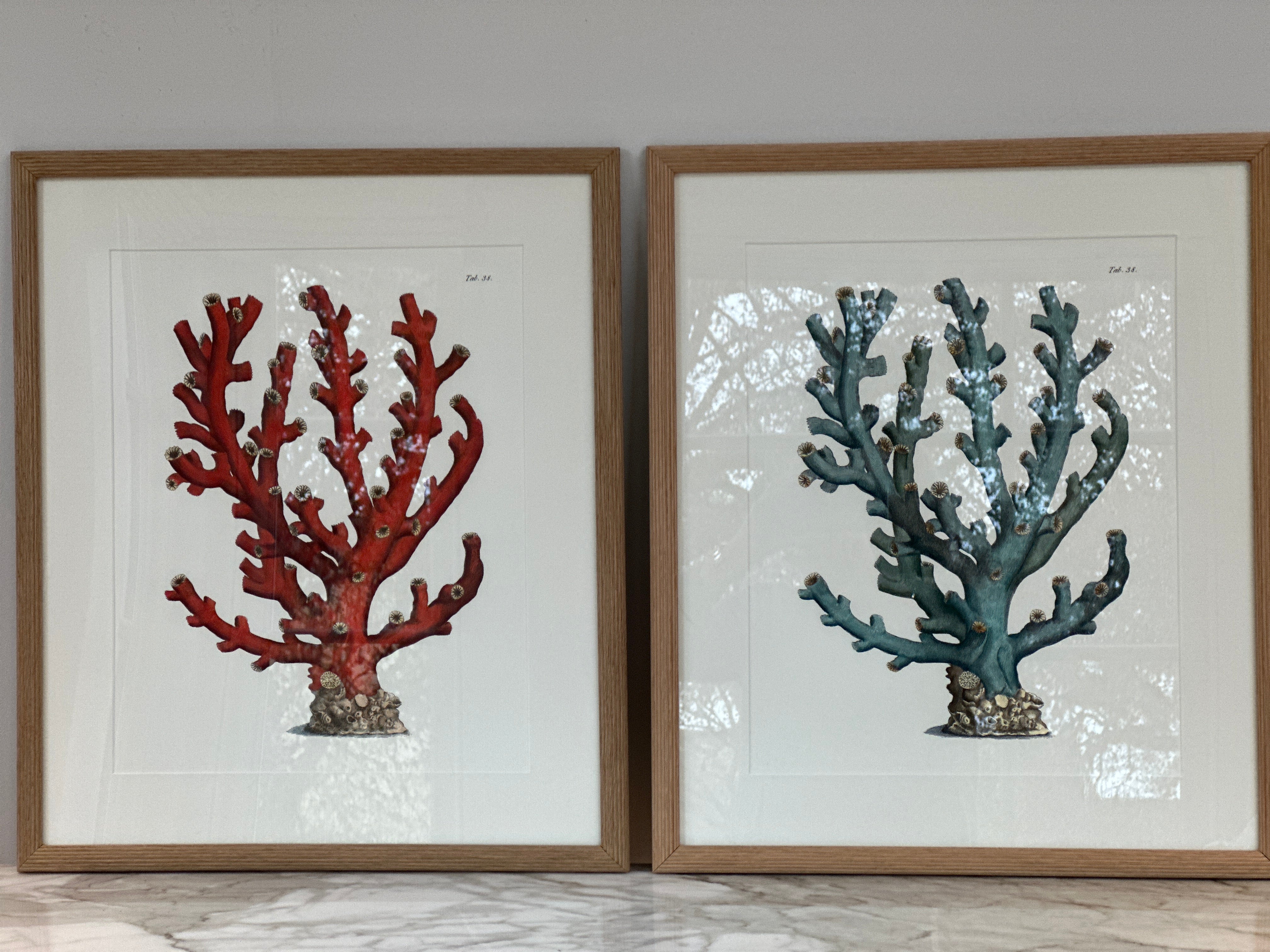 Botanical Prints of Red Coral