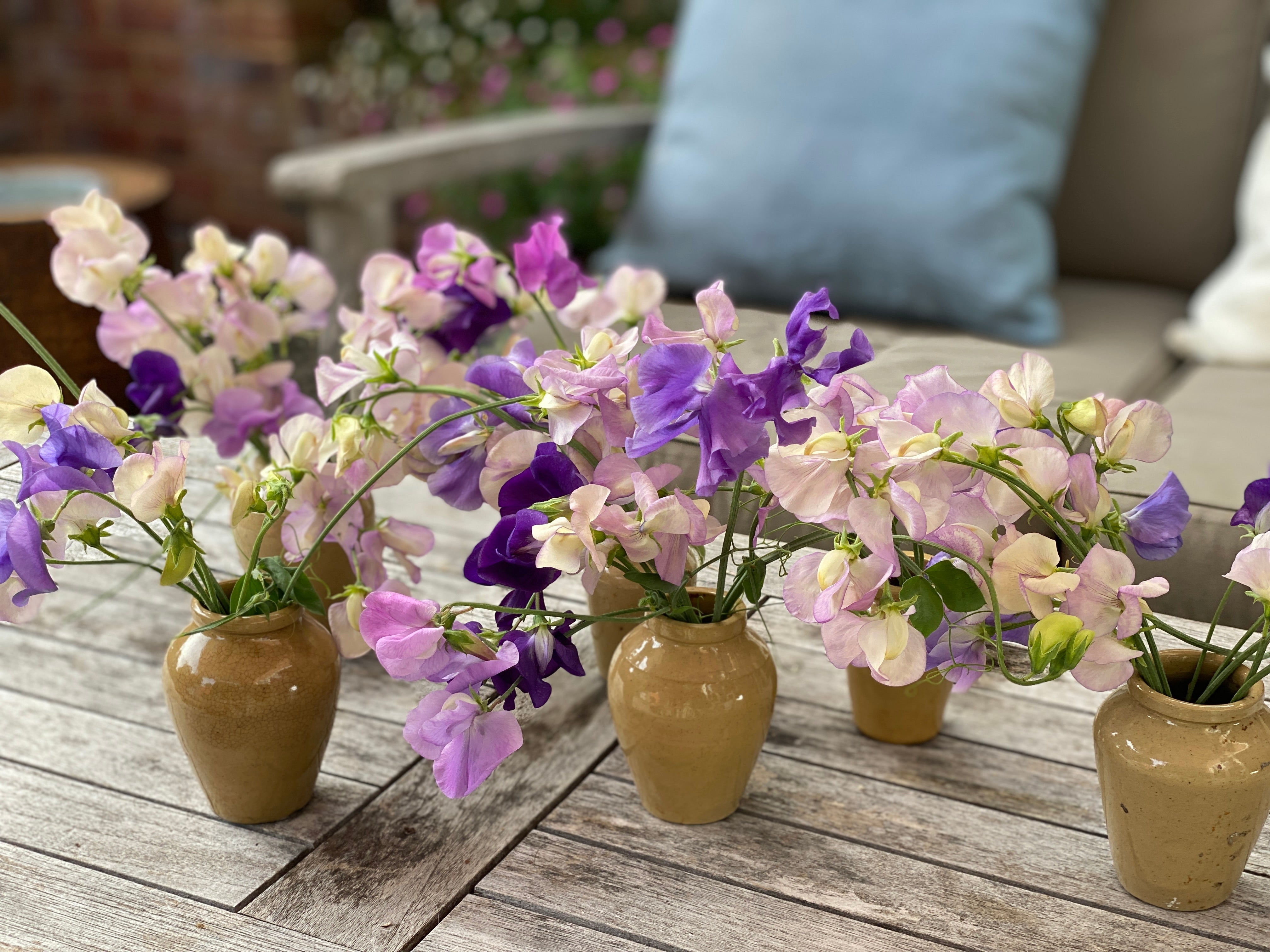 Set of 5 Small Mustard Pots