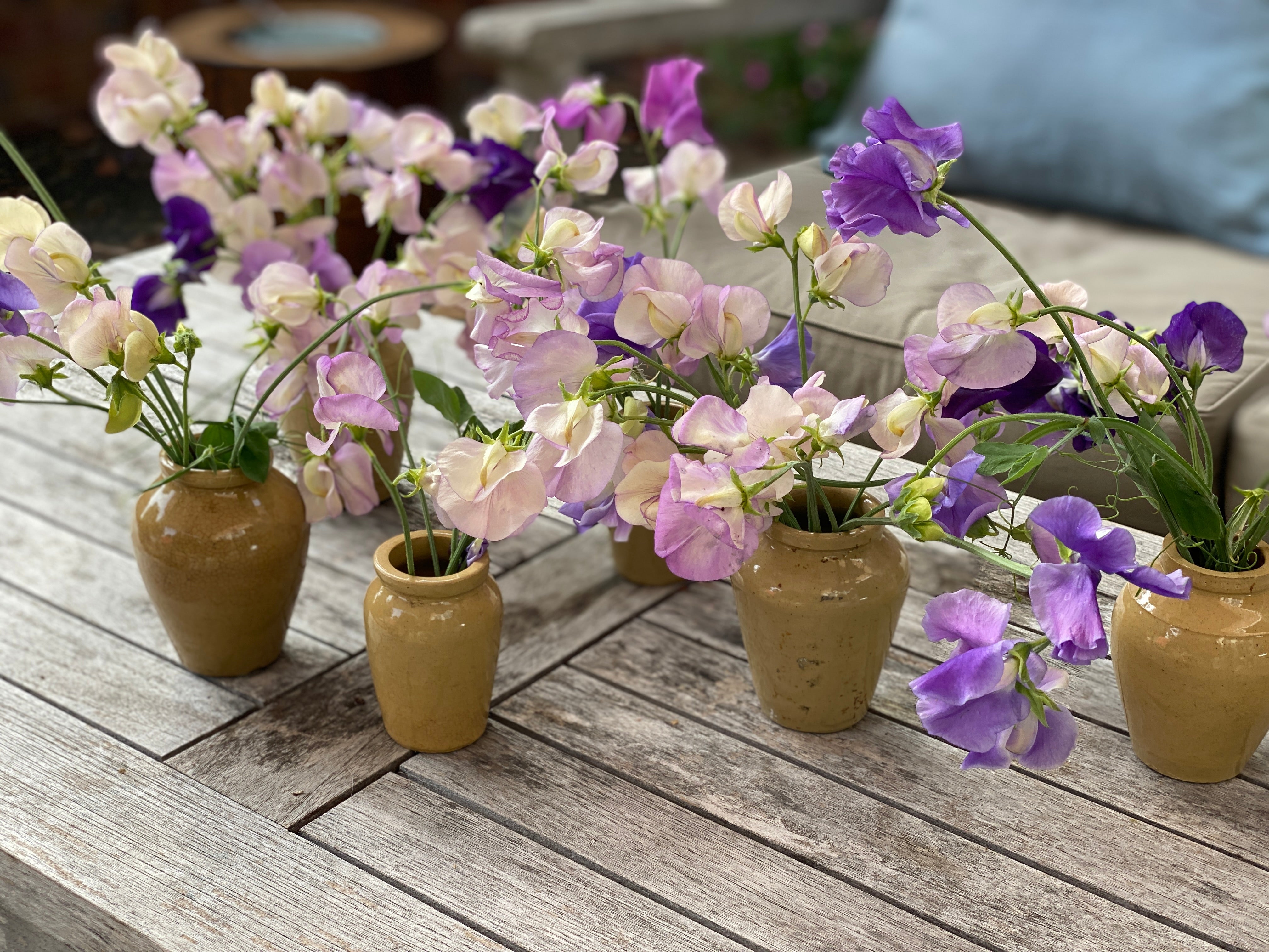 Set of 5 Small Mustard Pots